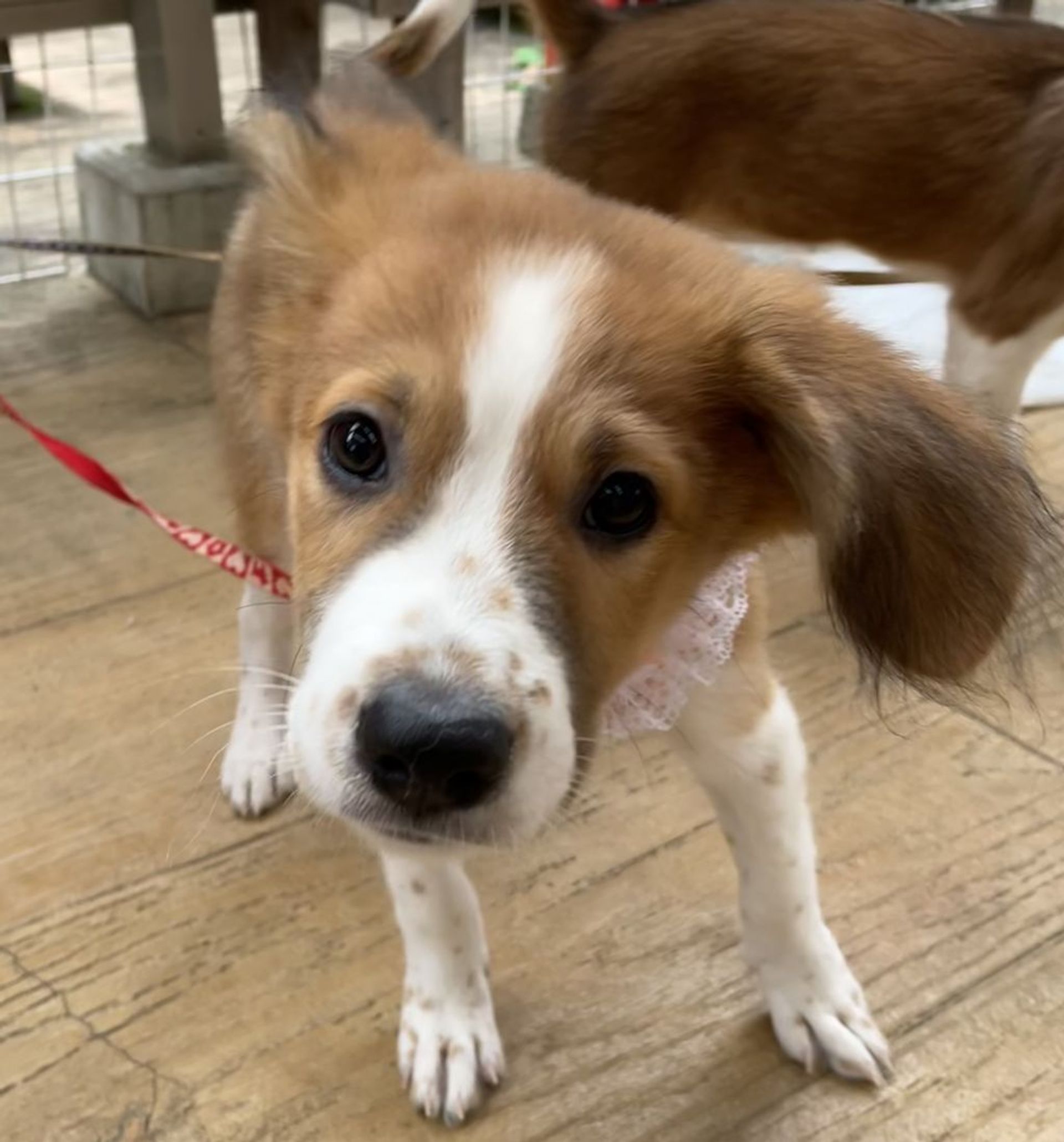 雑種（ミックス犬）・メスの里親募集の写真