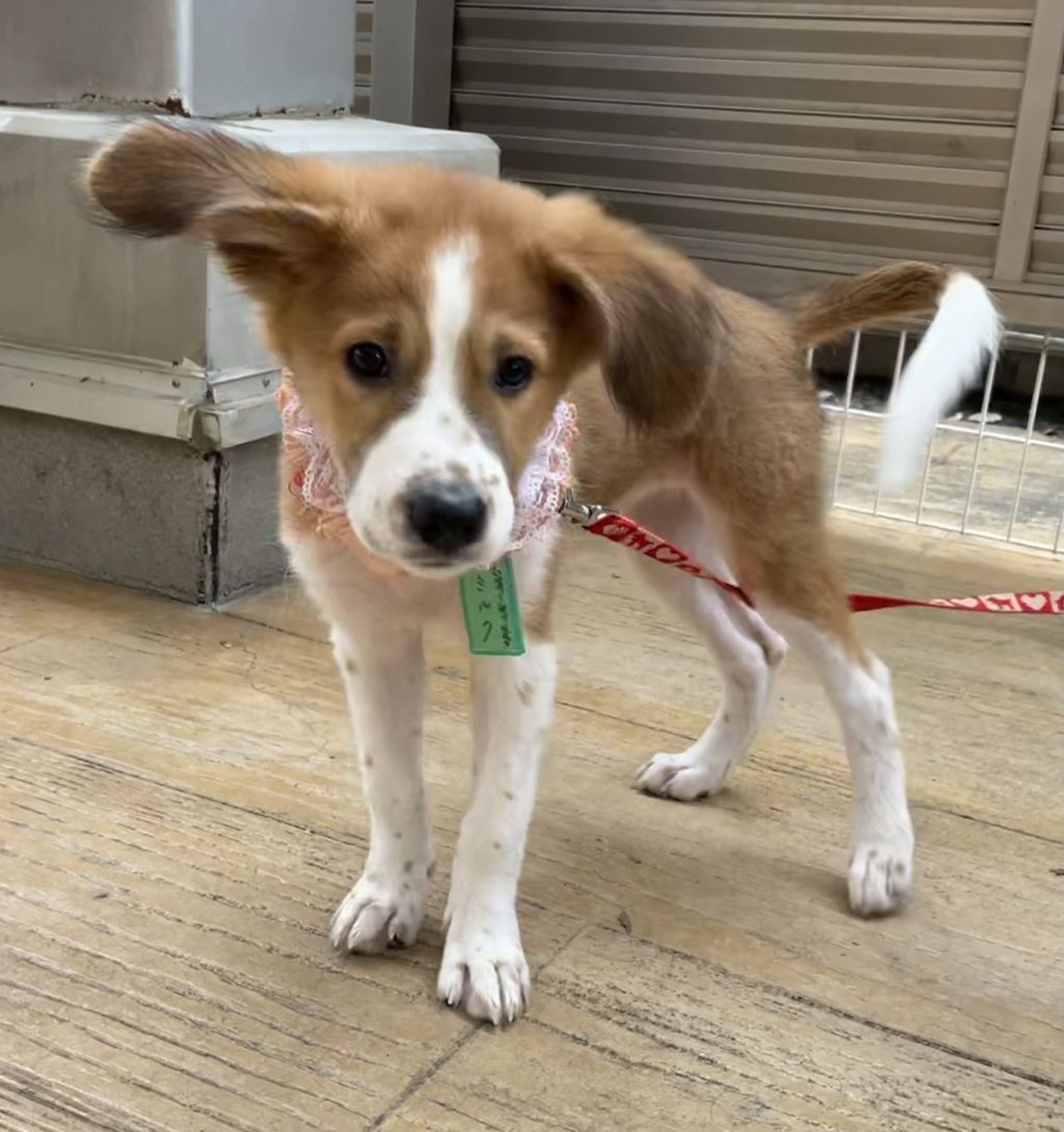 pet-image-4