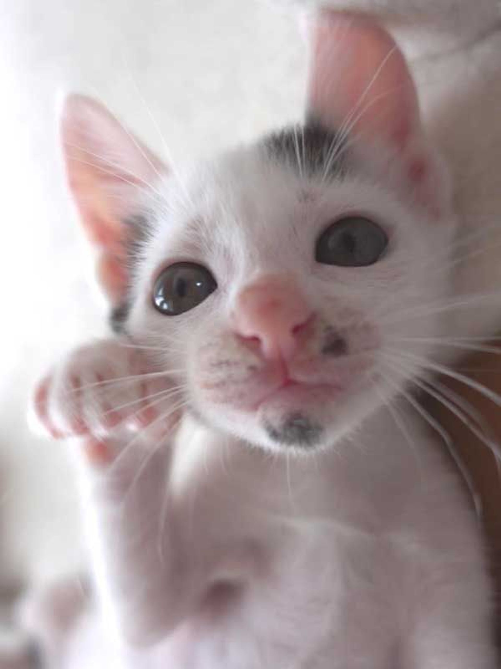 雑種（ミックス猫）・メスの里親募集の写真
