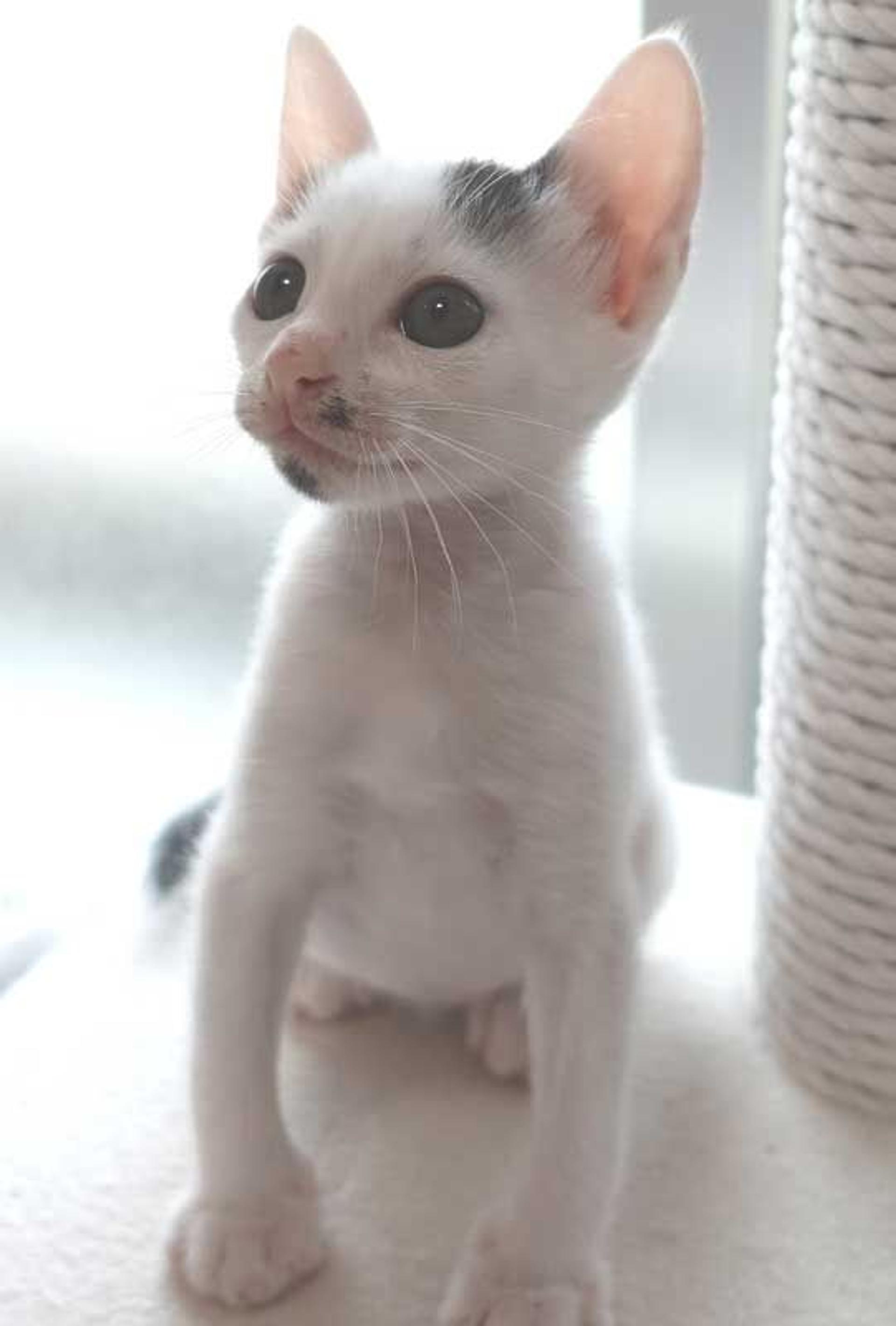 pet-image-2