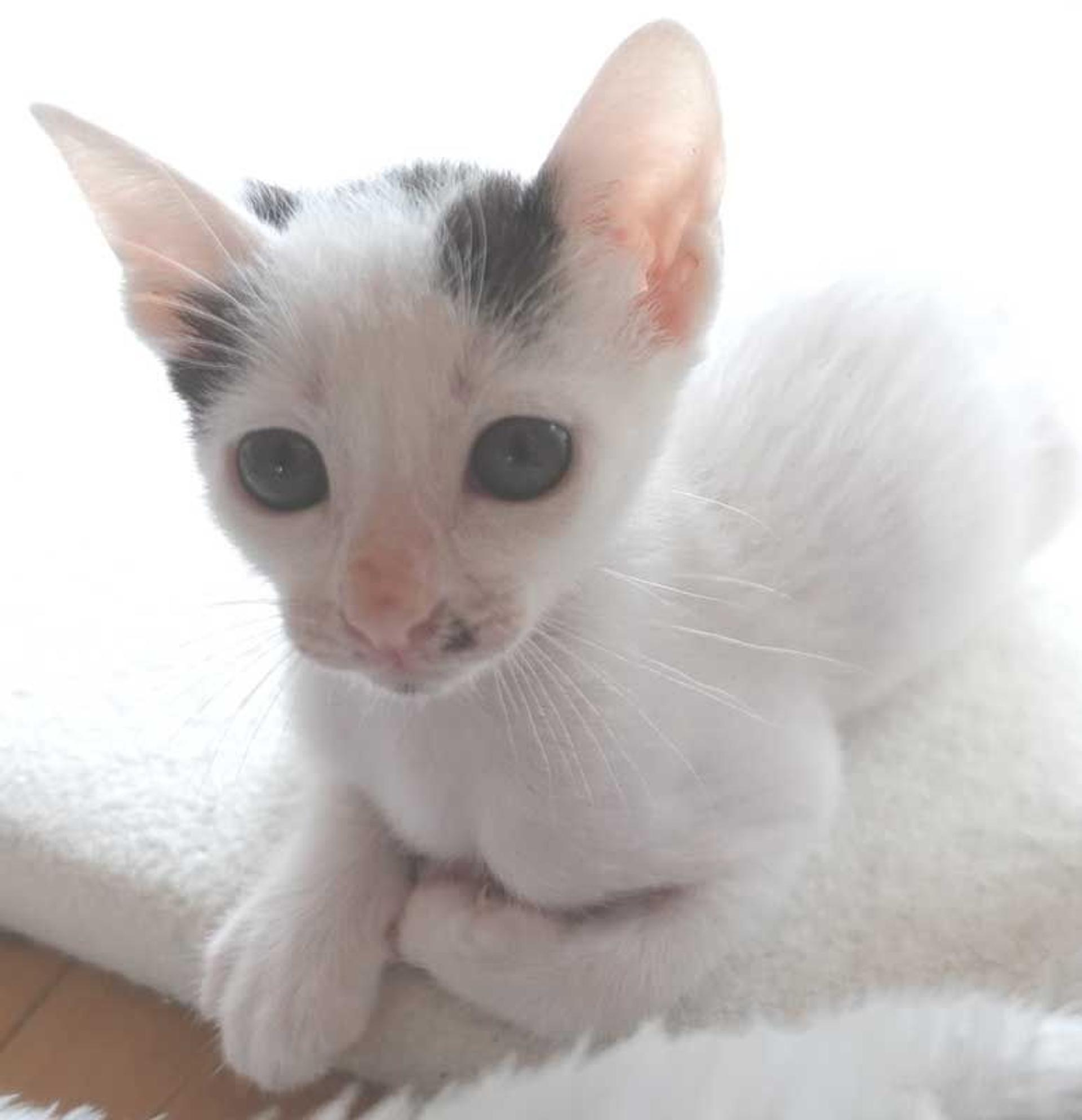 pet-image-3