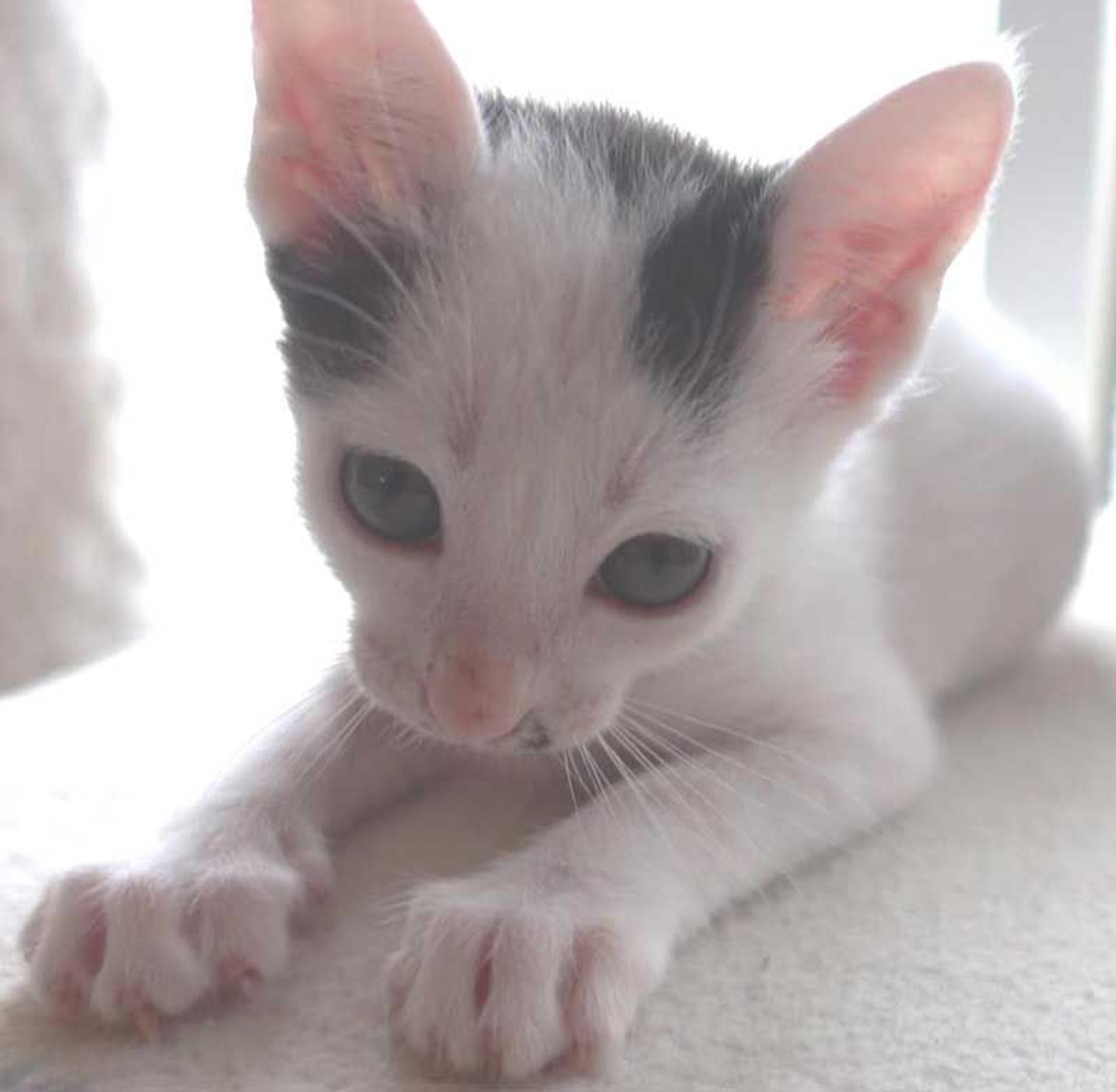 pet-image-6