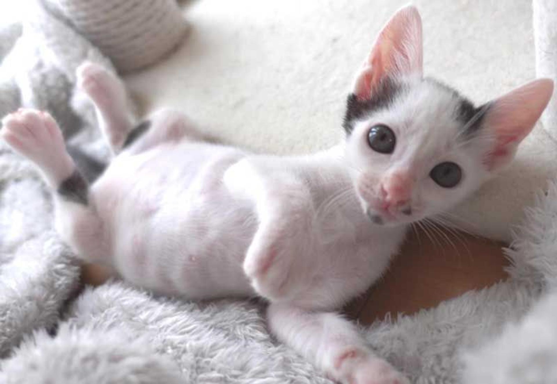 pet-image-7