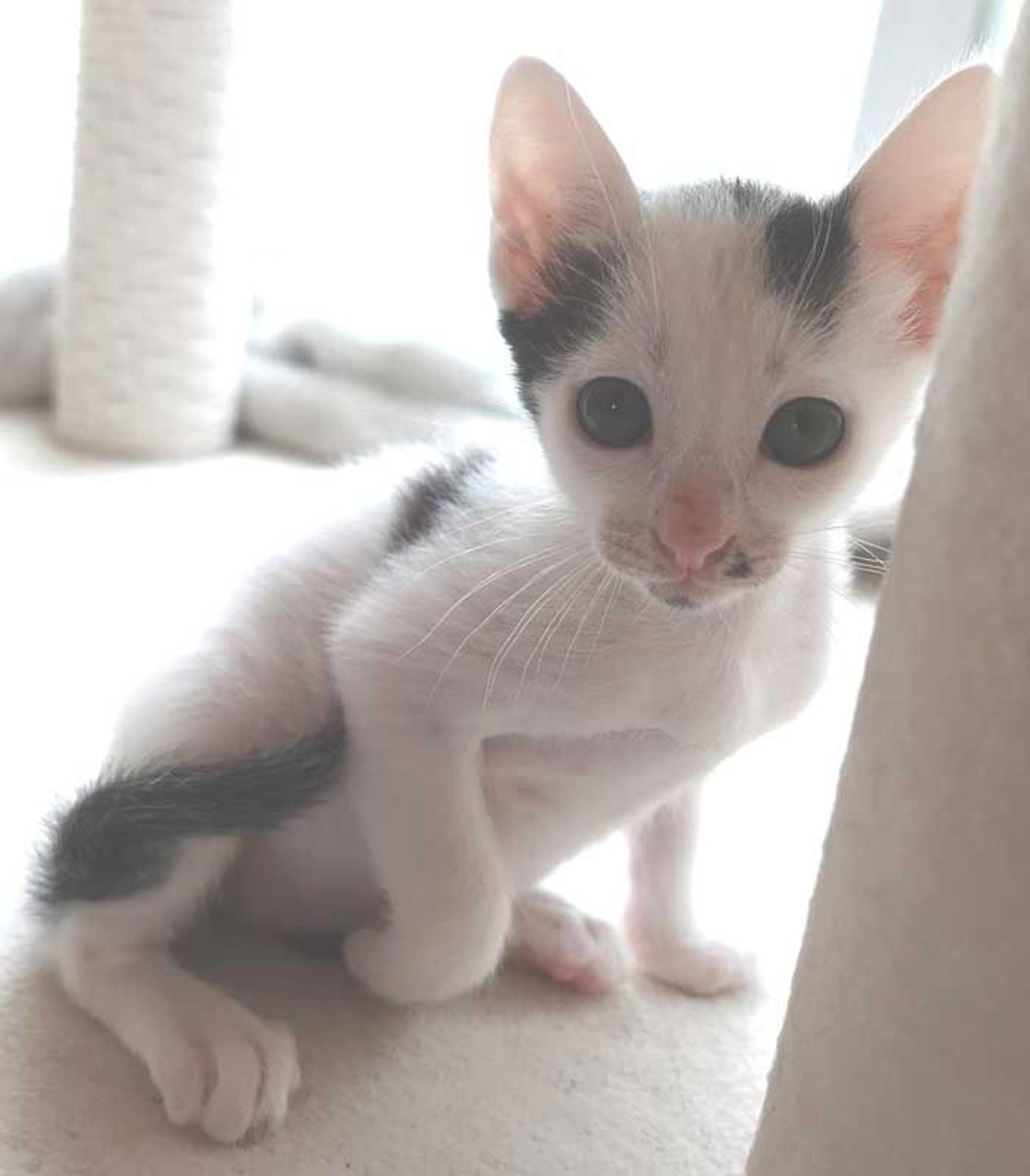 pet-image-8