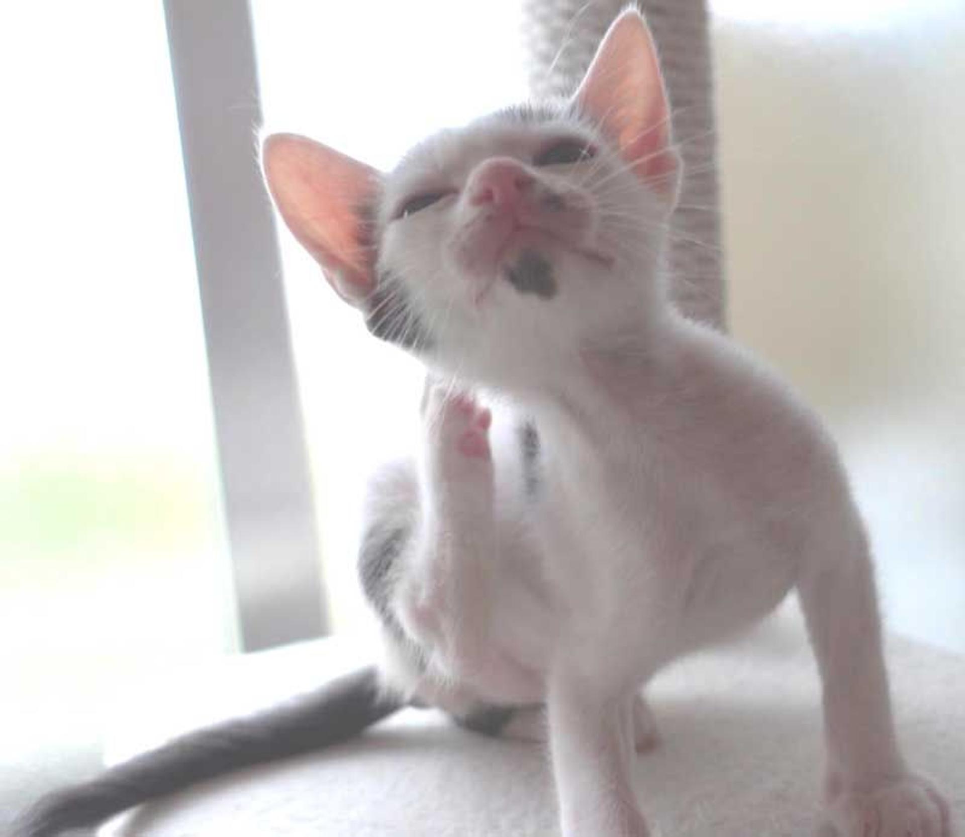 pet-image-9