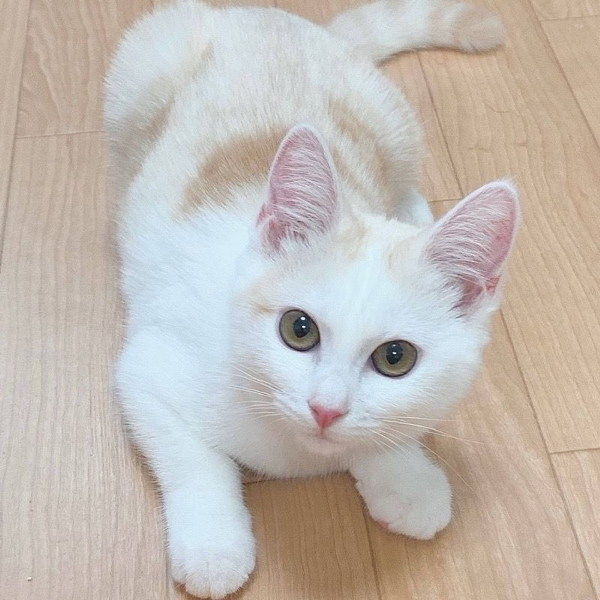 雑種（ミックス猫）・メスの里親募集の写真
