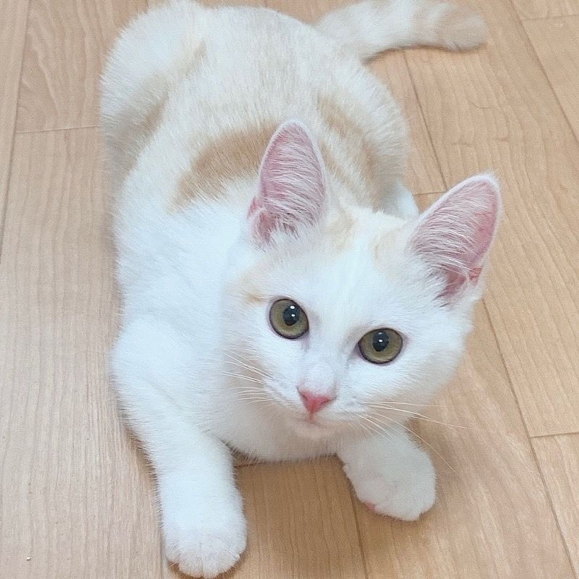 雑種（ミックス猫）・メスの里親募集の写真