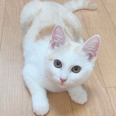 ウッディーちゃん★9/11(日)江戸川橋で会えます