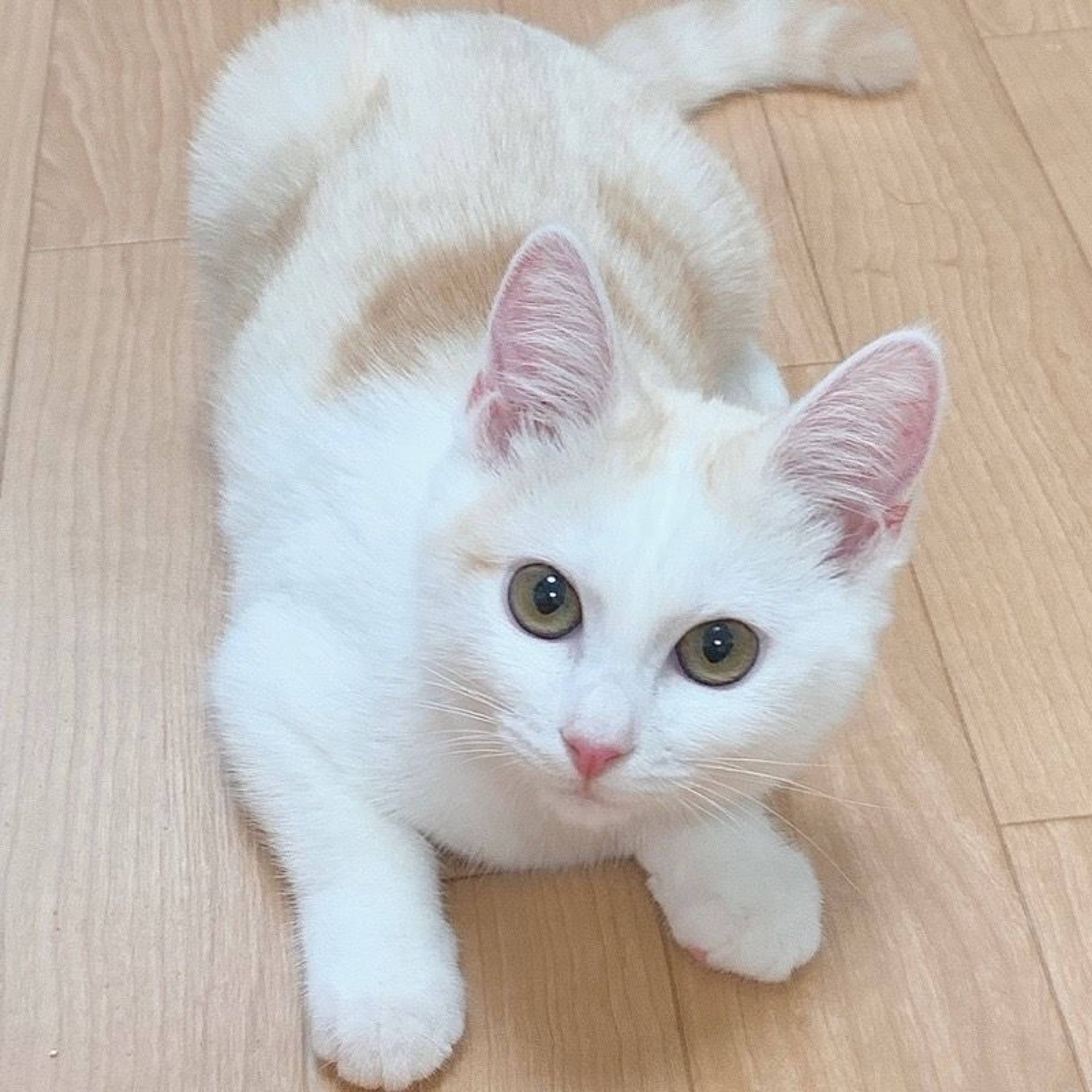 雑種（ミックス猫）・メスの里親募集の写真