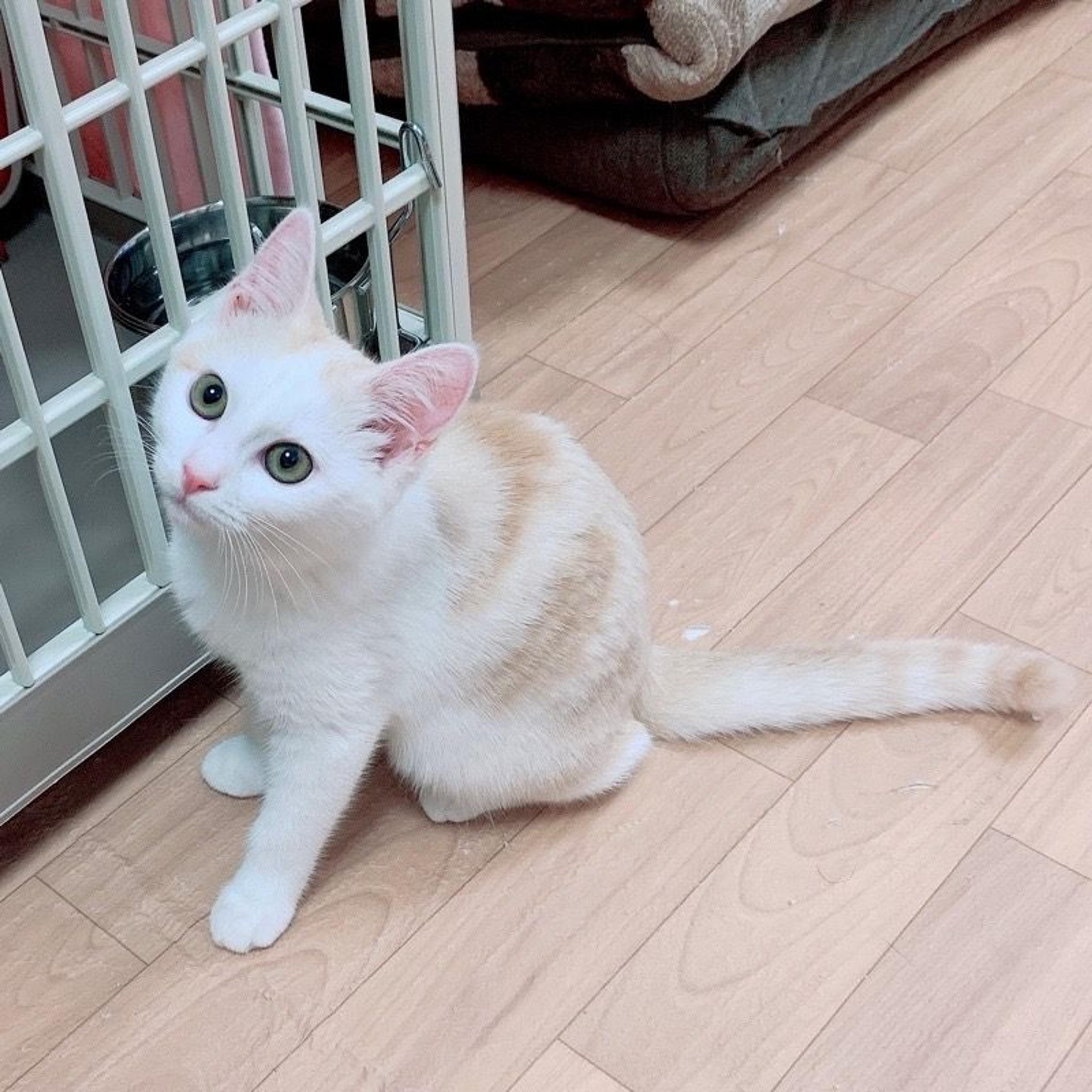 pet-image-2