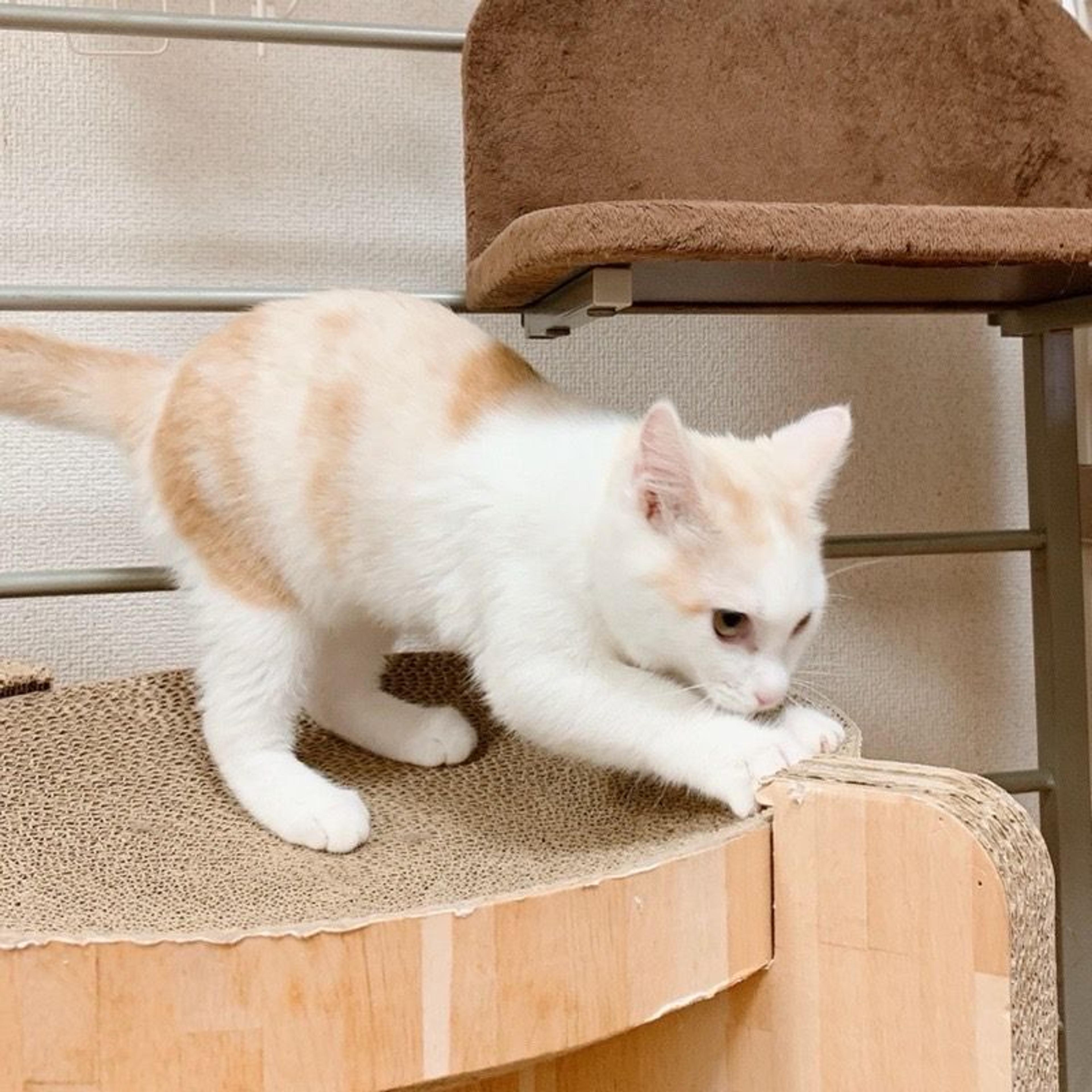 pet-image-3