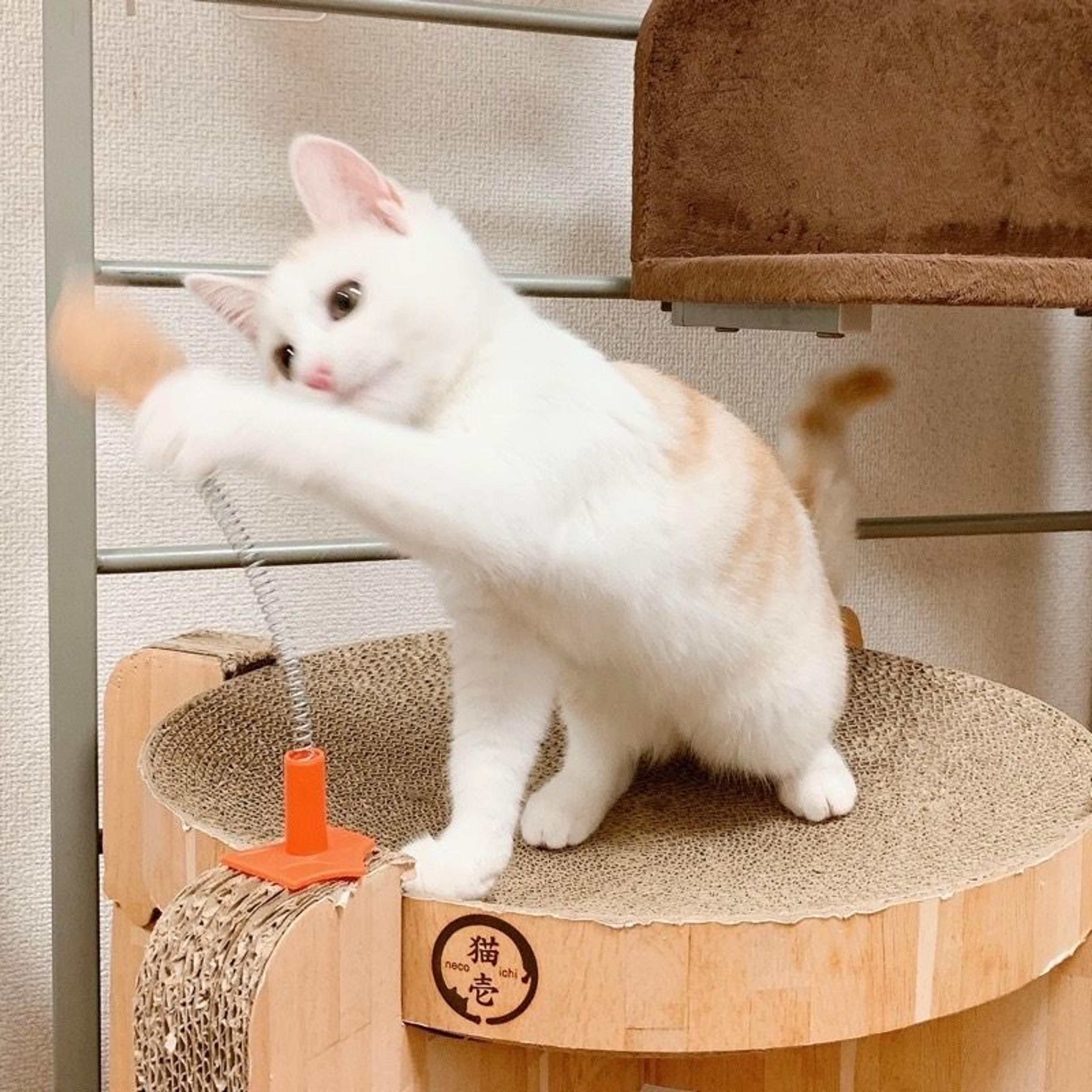 pet-image-4