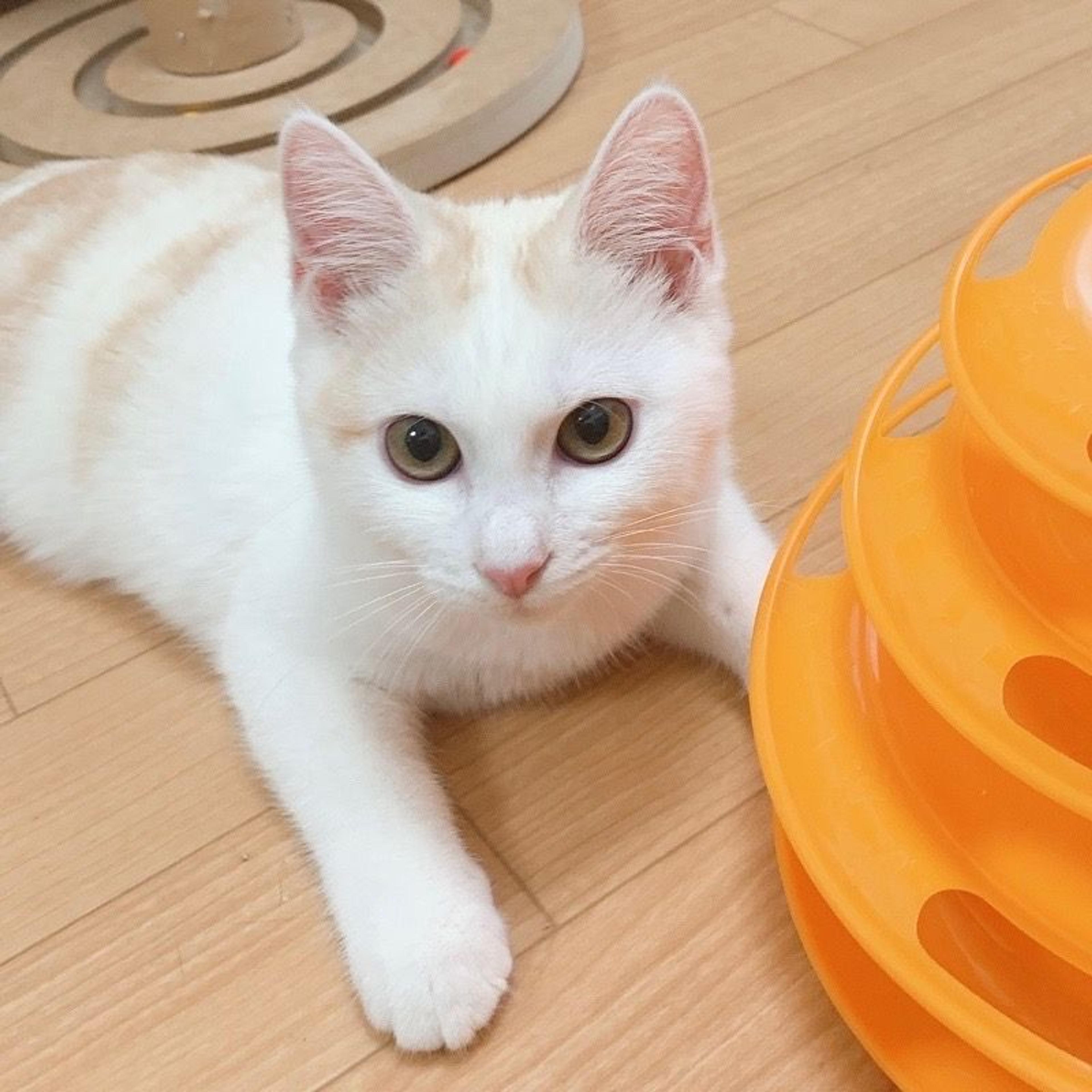 pet-image-5