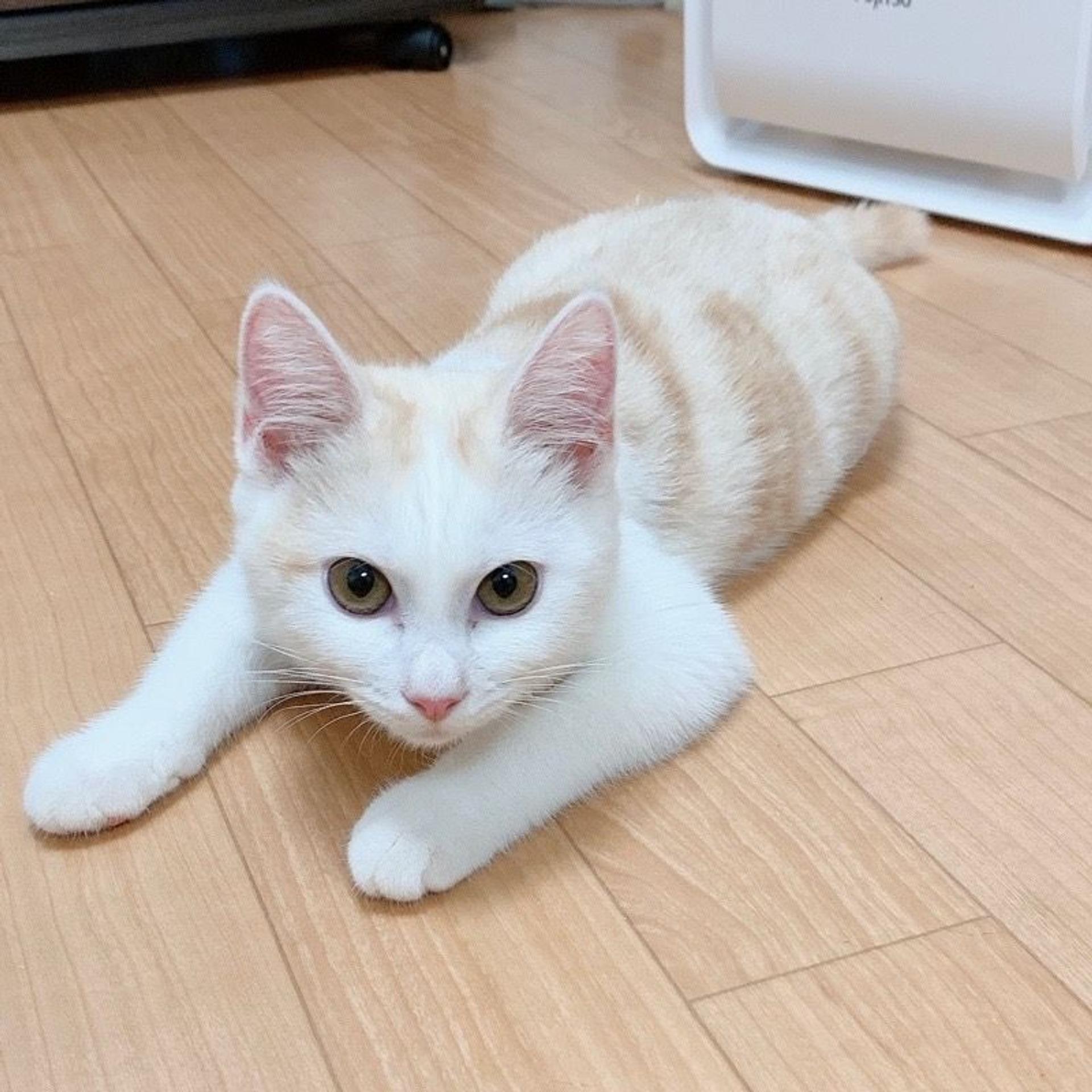 pet-image-6