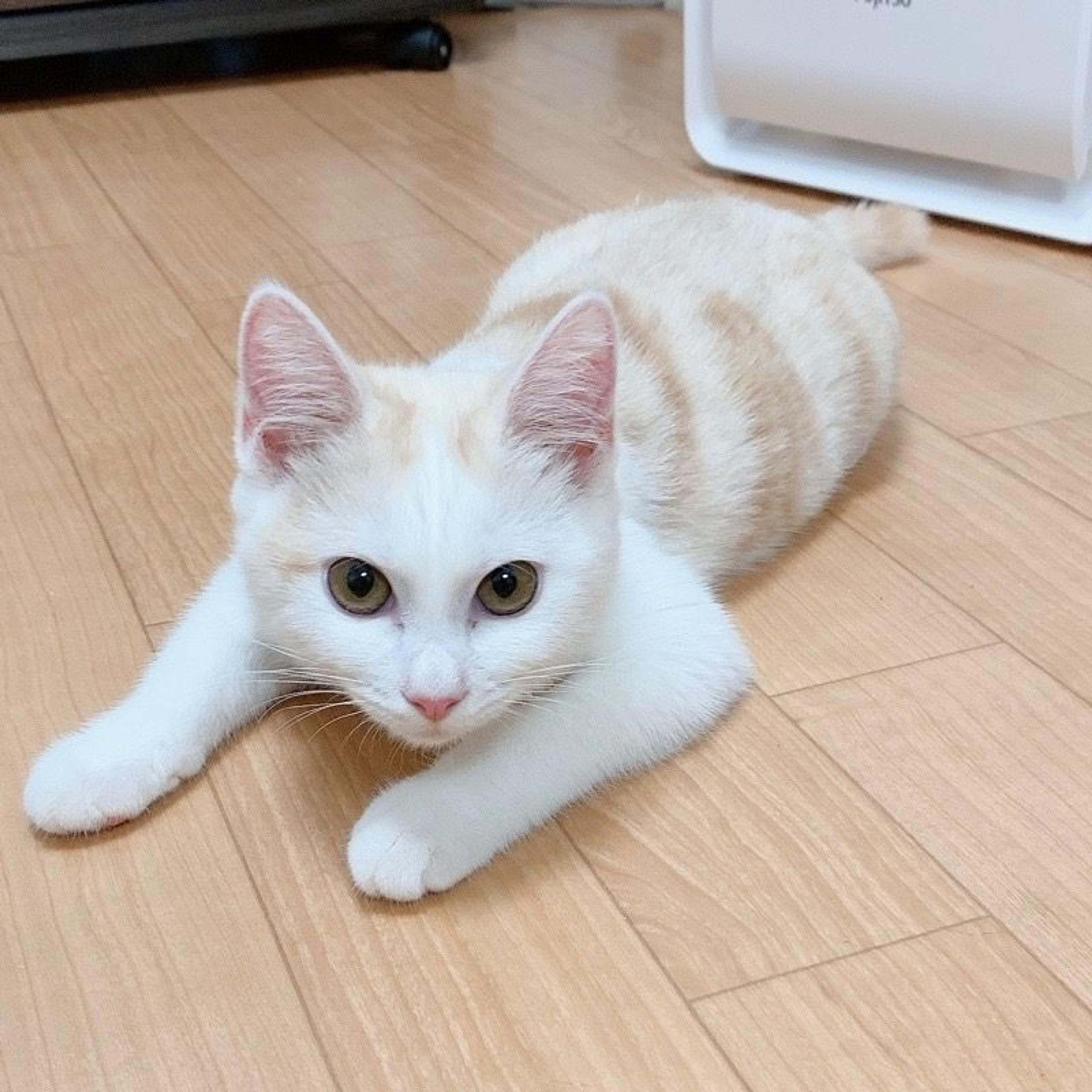 pet-image-6