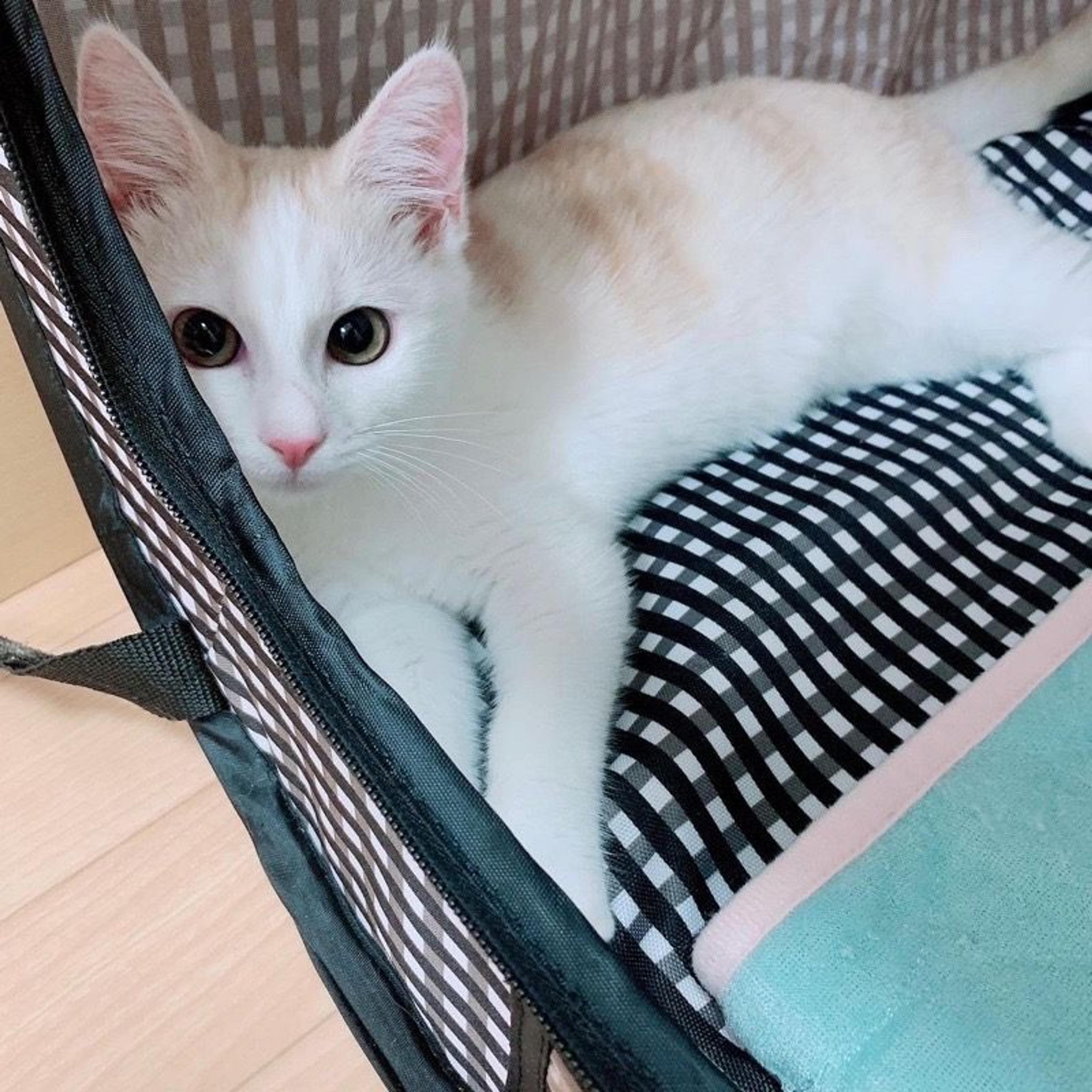 pet-image-7