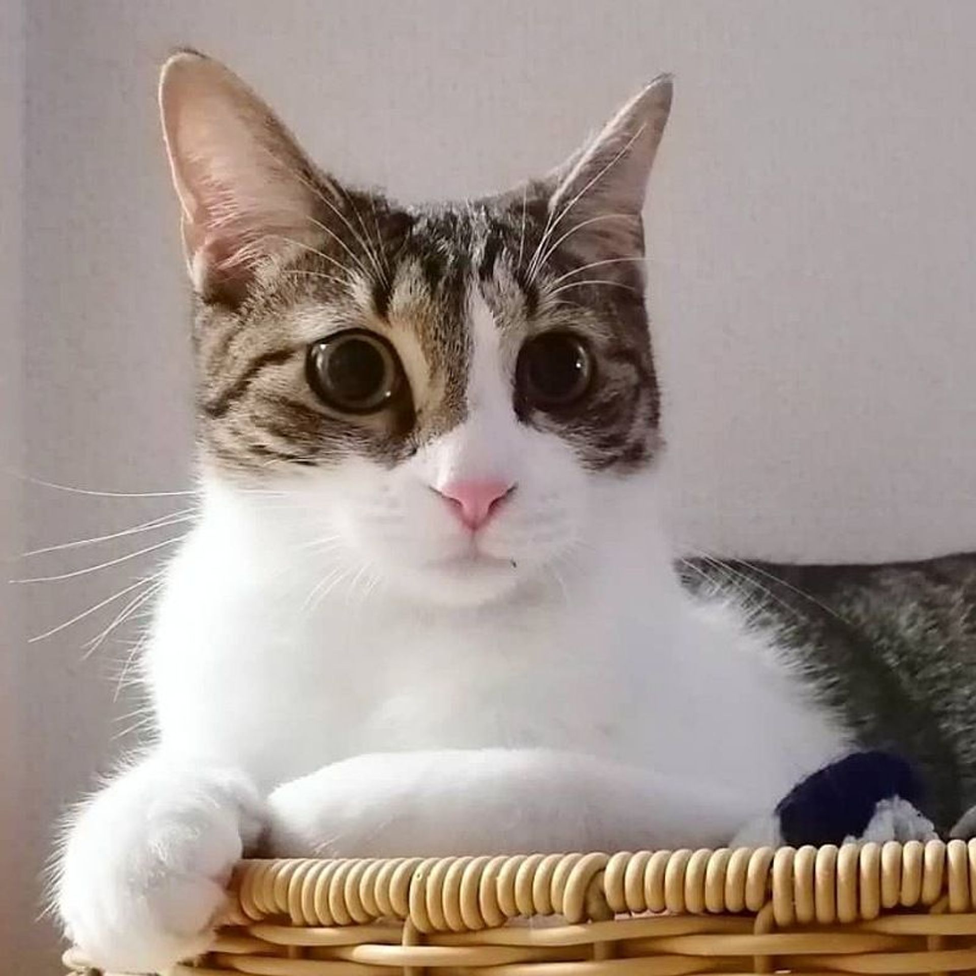雑種（ミックス猫）・メスの里親募集の写真