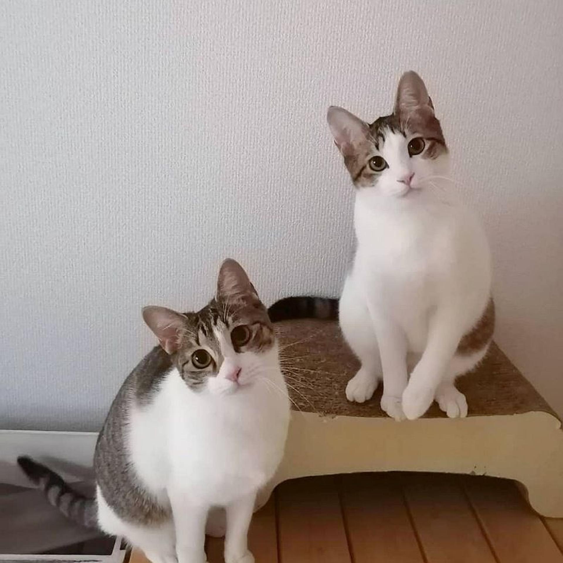 pet-image-3