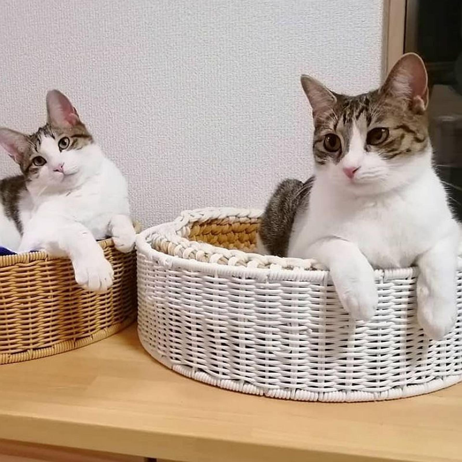 pet-image-7