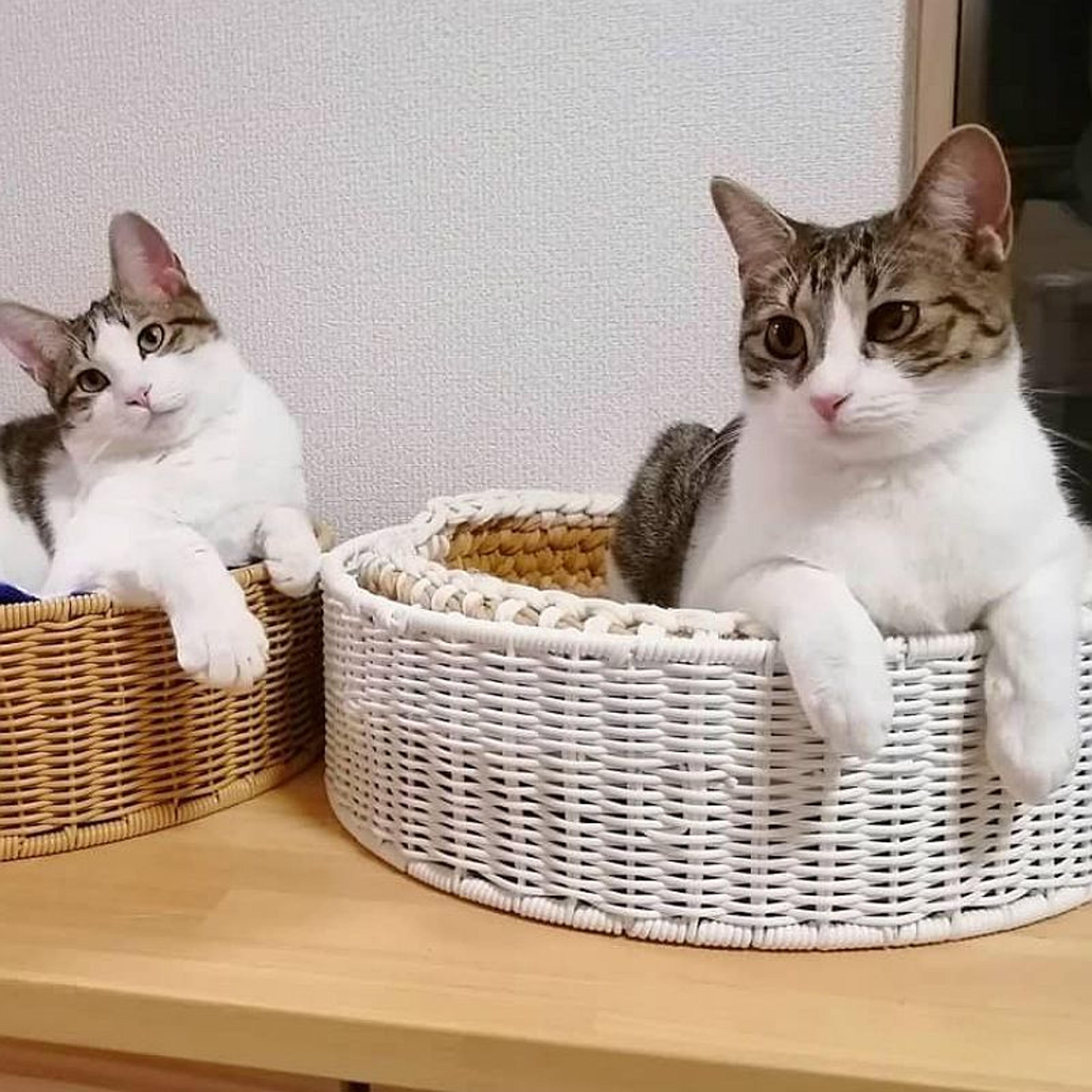 pet-image-7