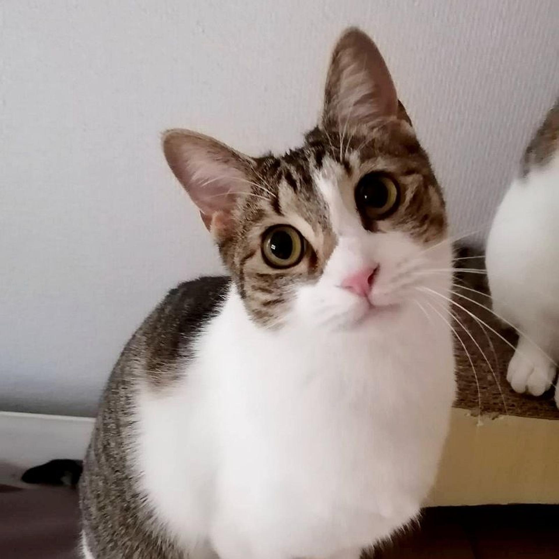 pet-image-9