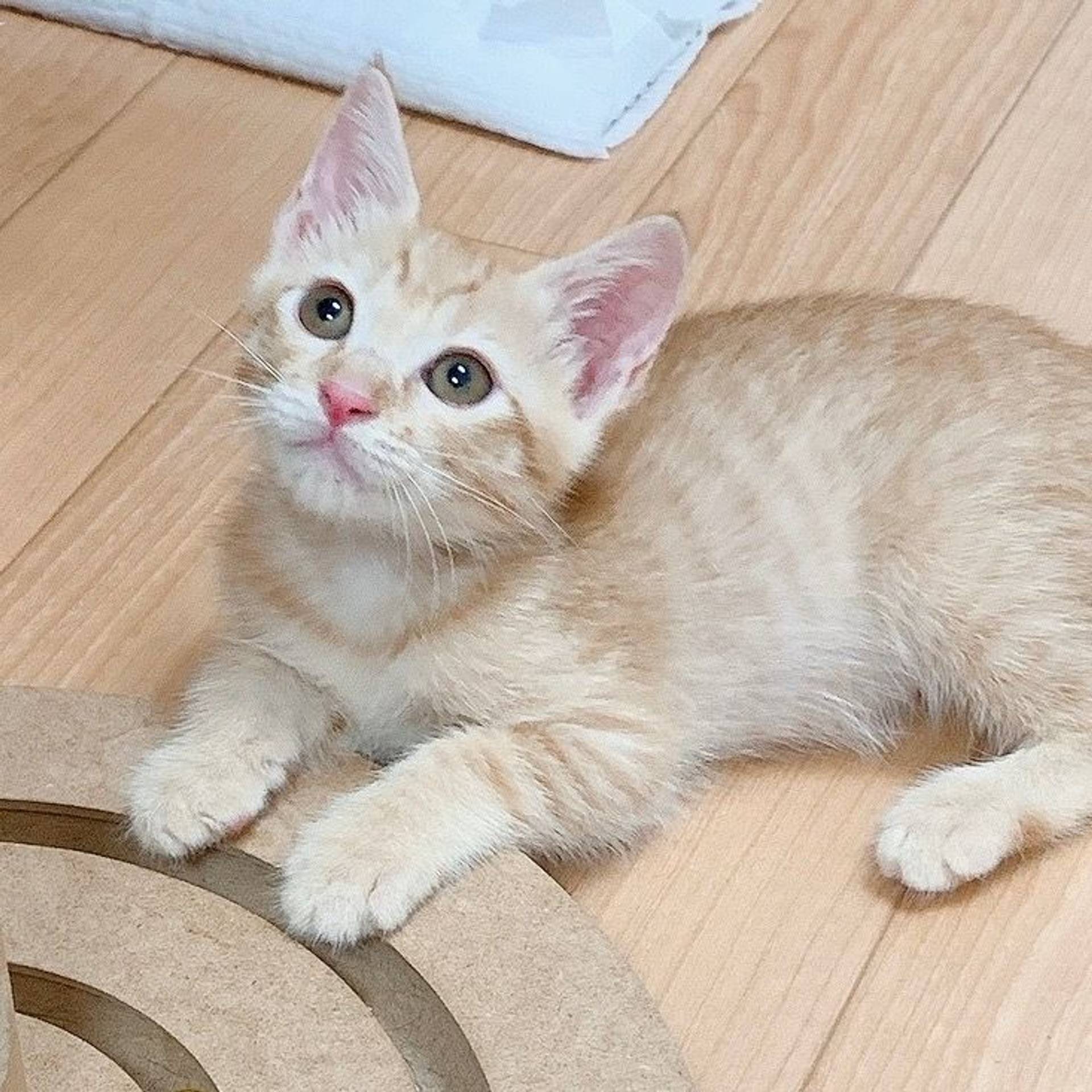雑種（ミックス猫）・オスの里親募集の写真