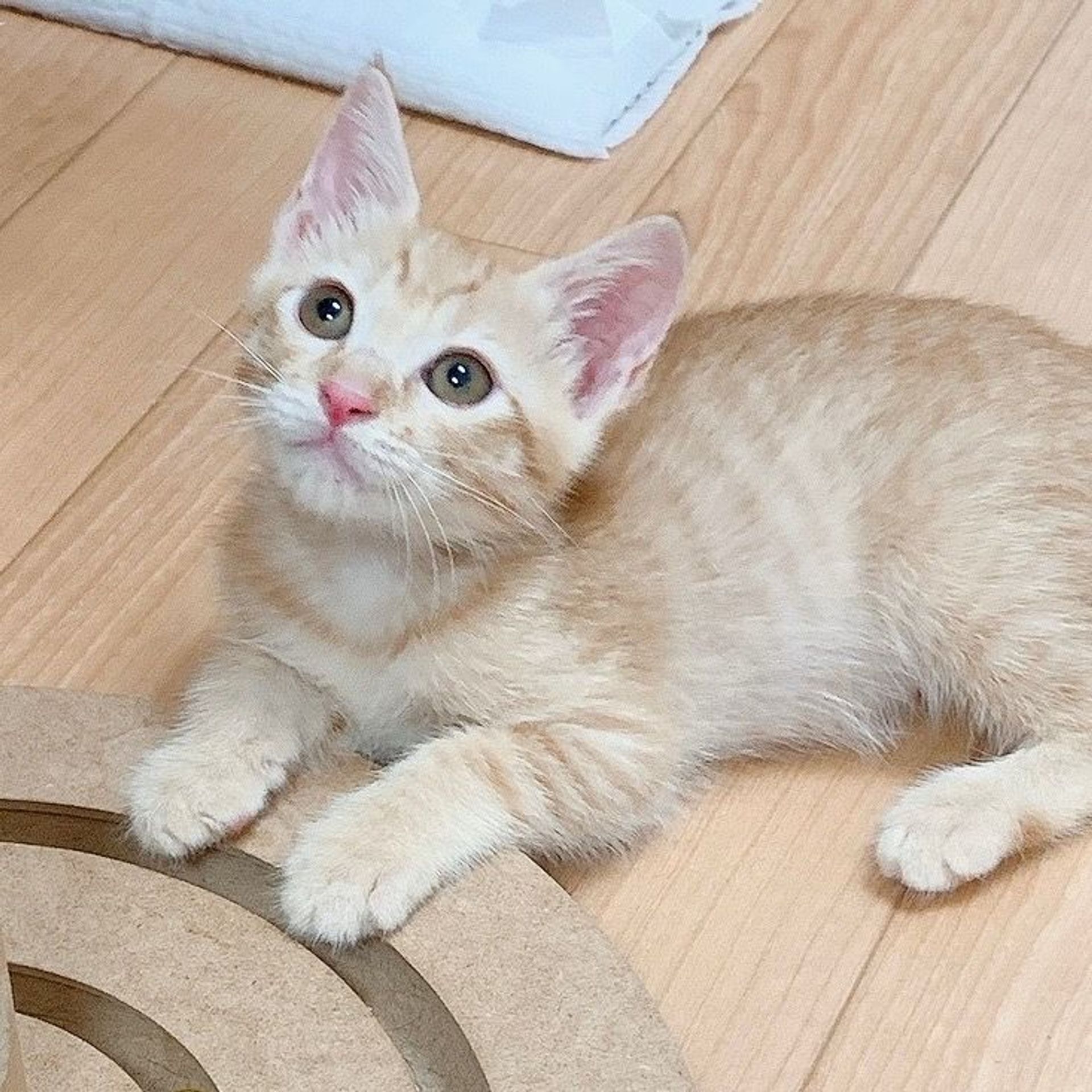 雑種（ミックス猫）・オスの里親募集の写真