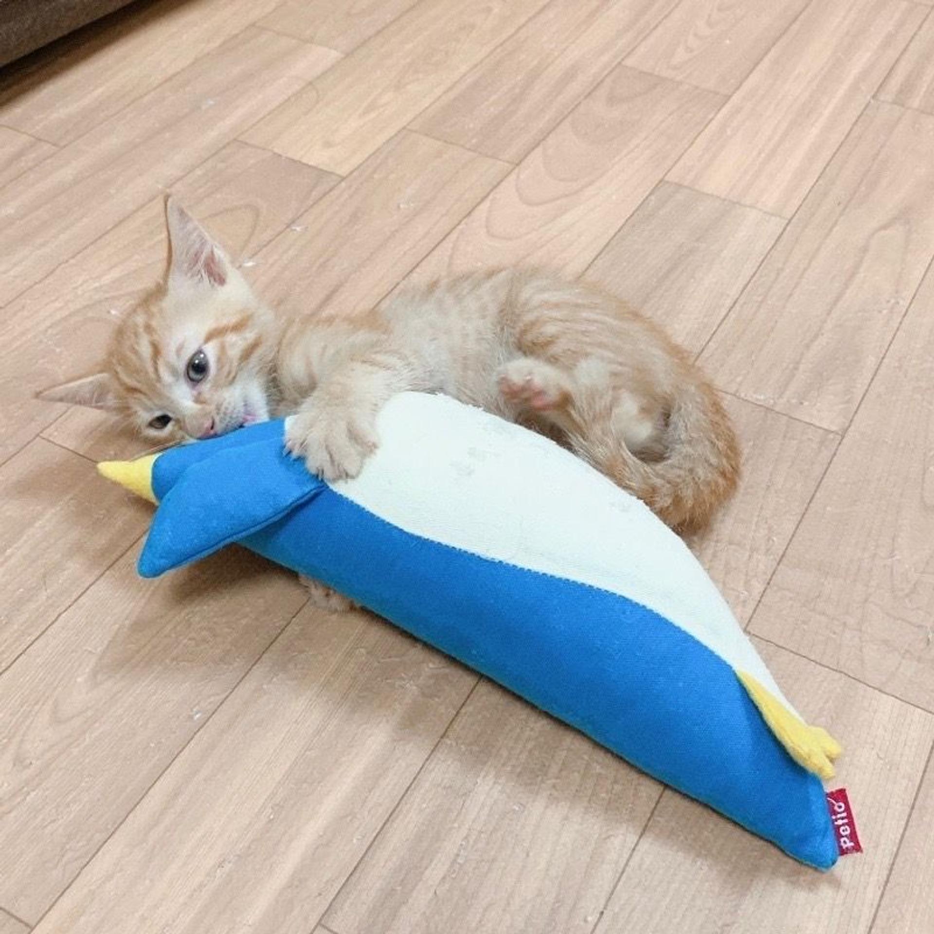 pet-image-5