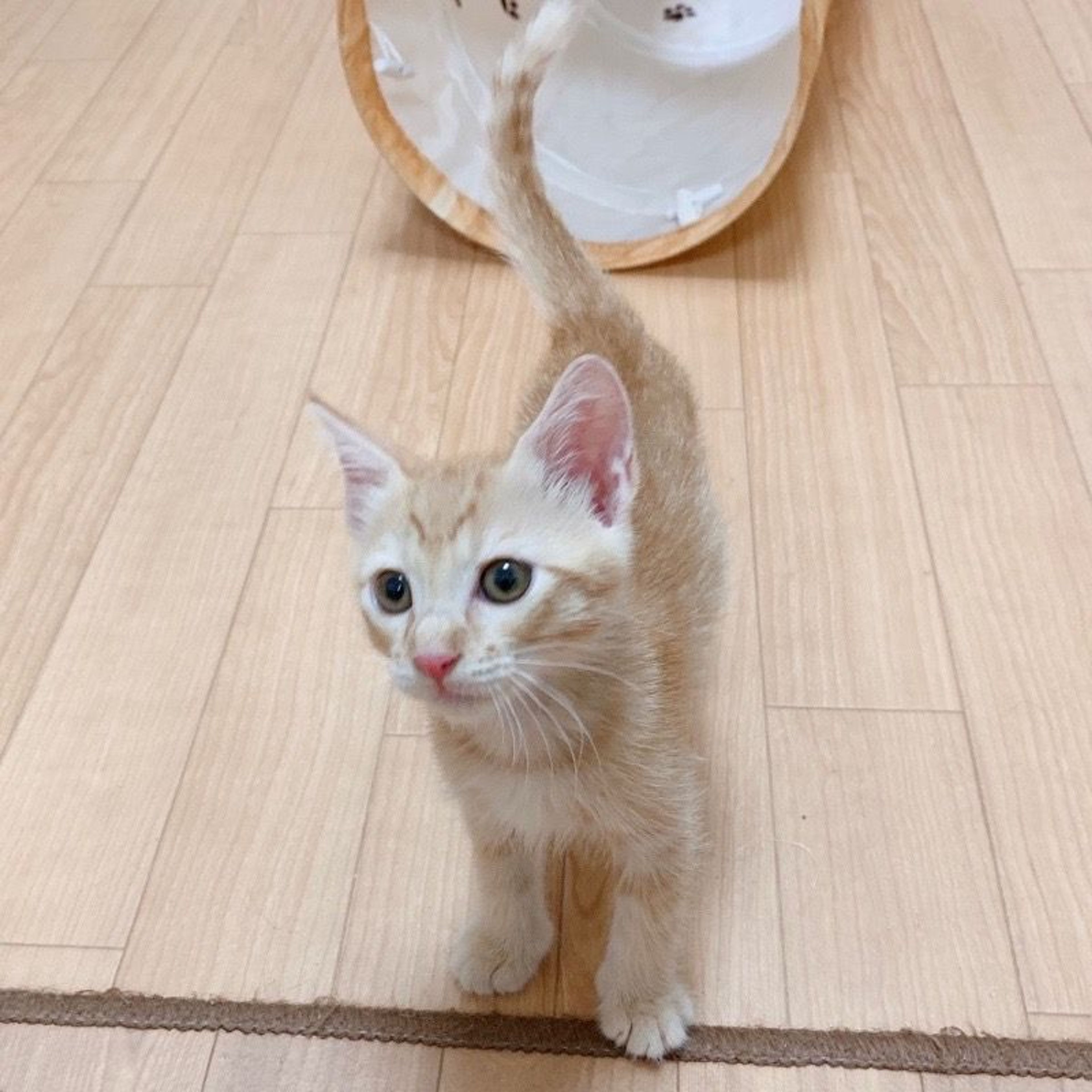 pet-image-7