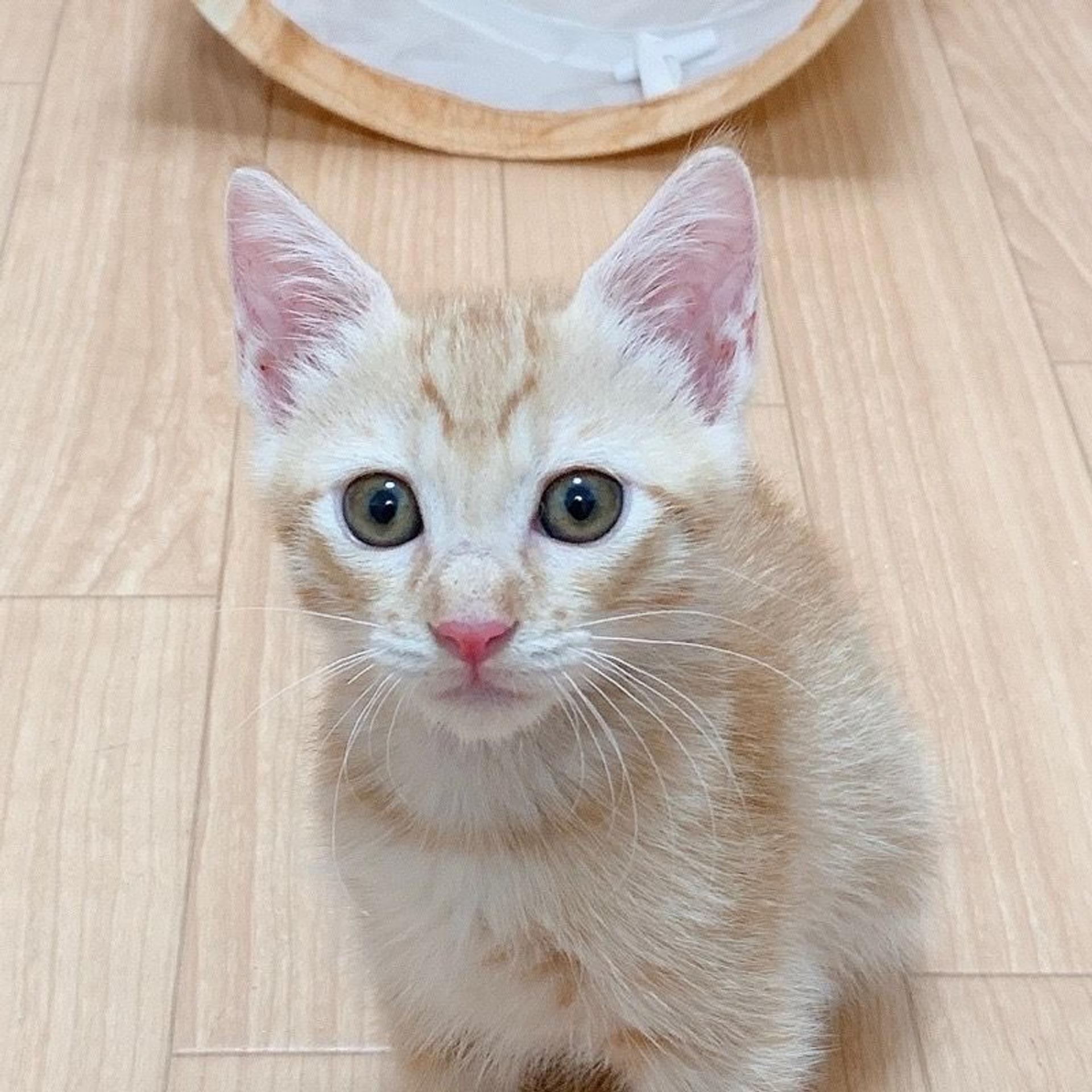 pet-image-8