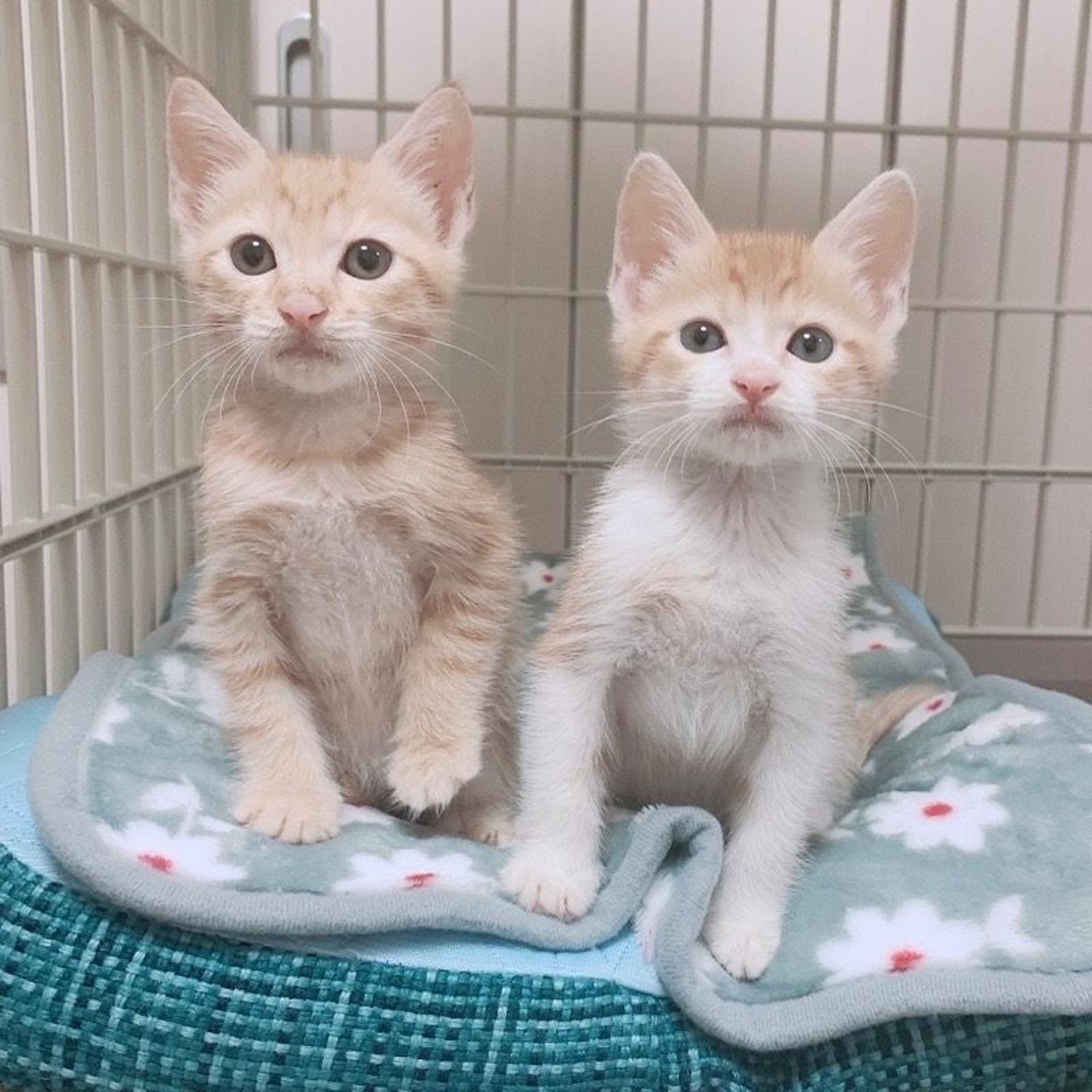 pet-image-9