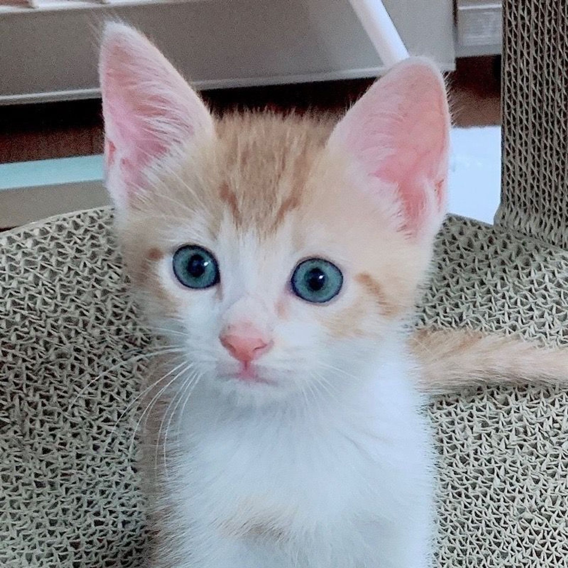 雑種（ミックス猫）・オスの里親募集の写真
