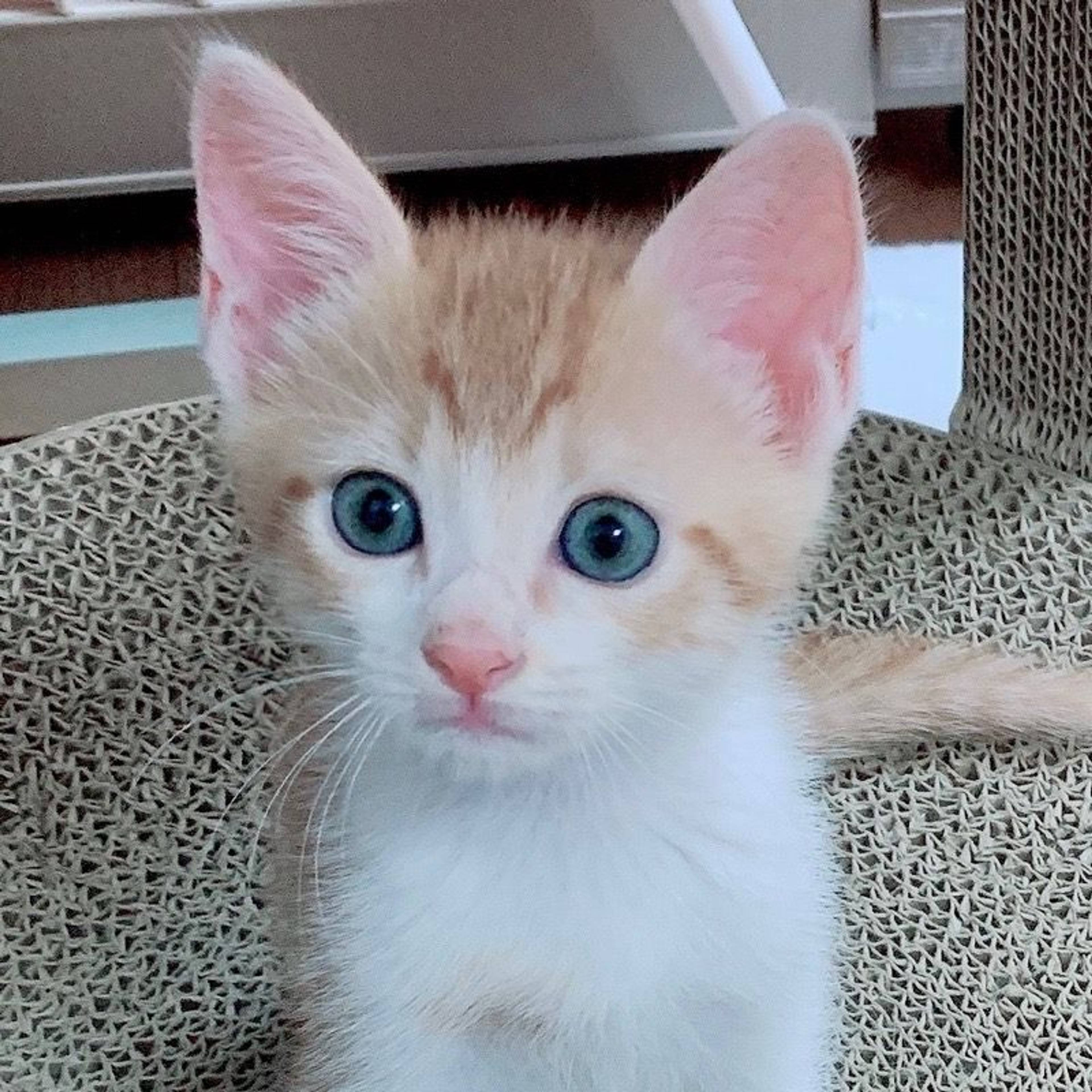 雑種（ミックス猫）・オスの里親募集の写真