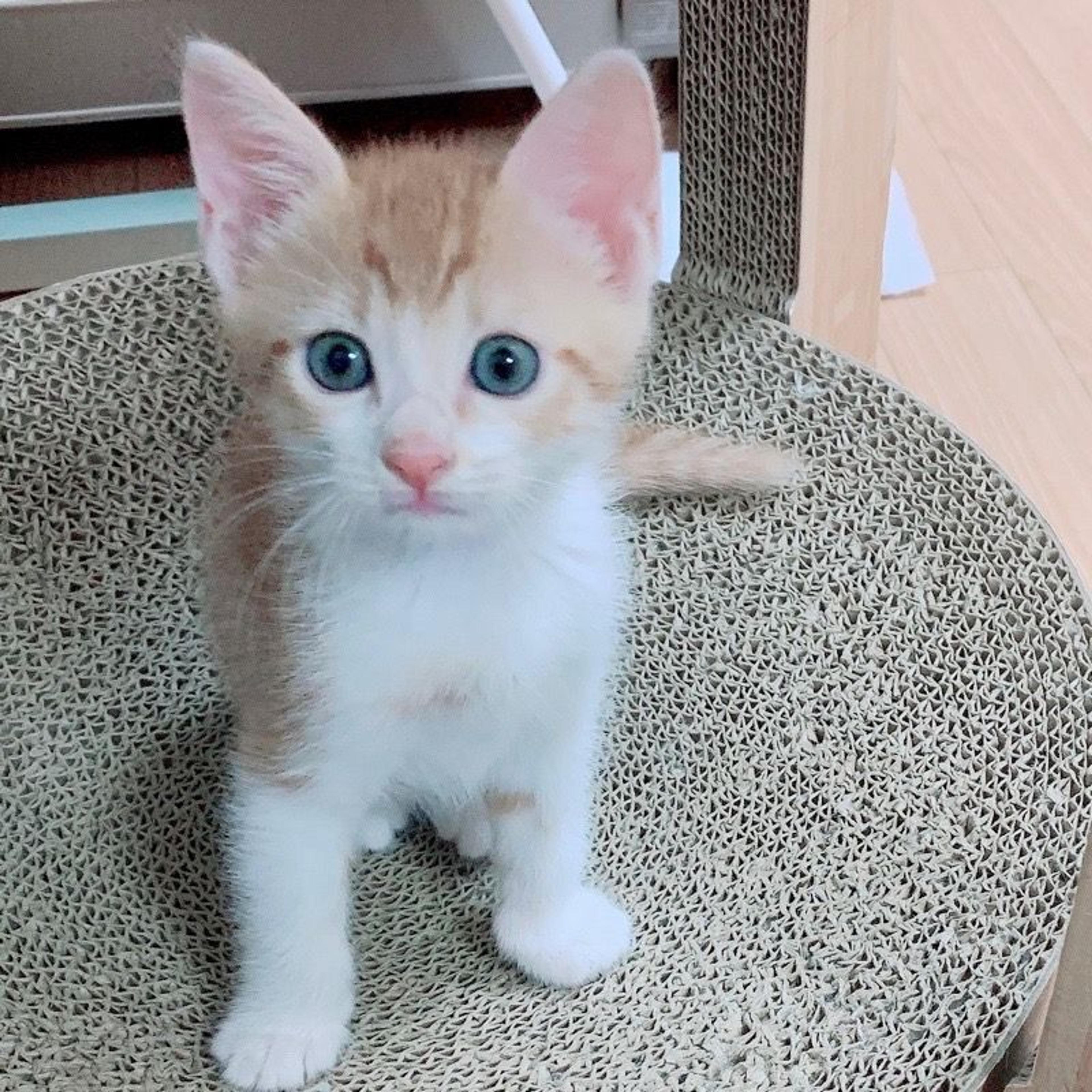pet-image-2