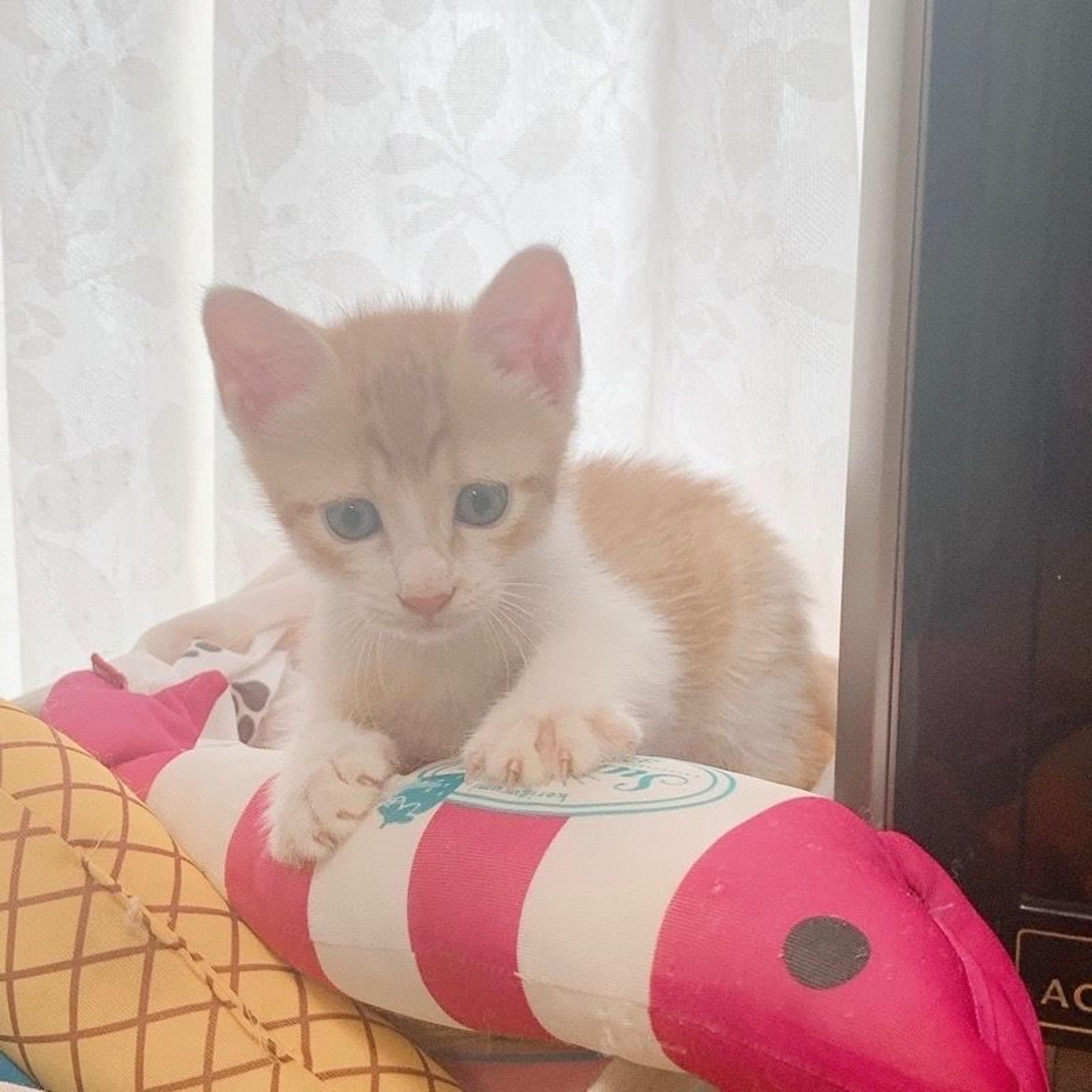 pet-image-3