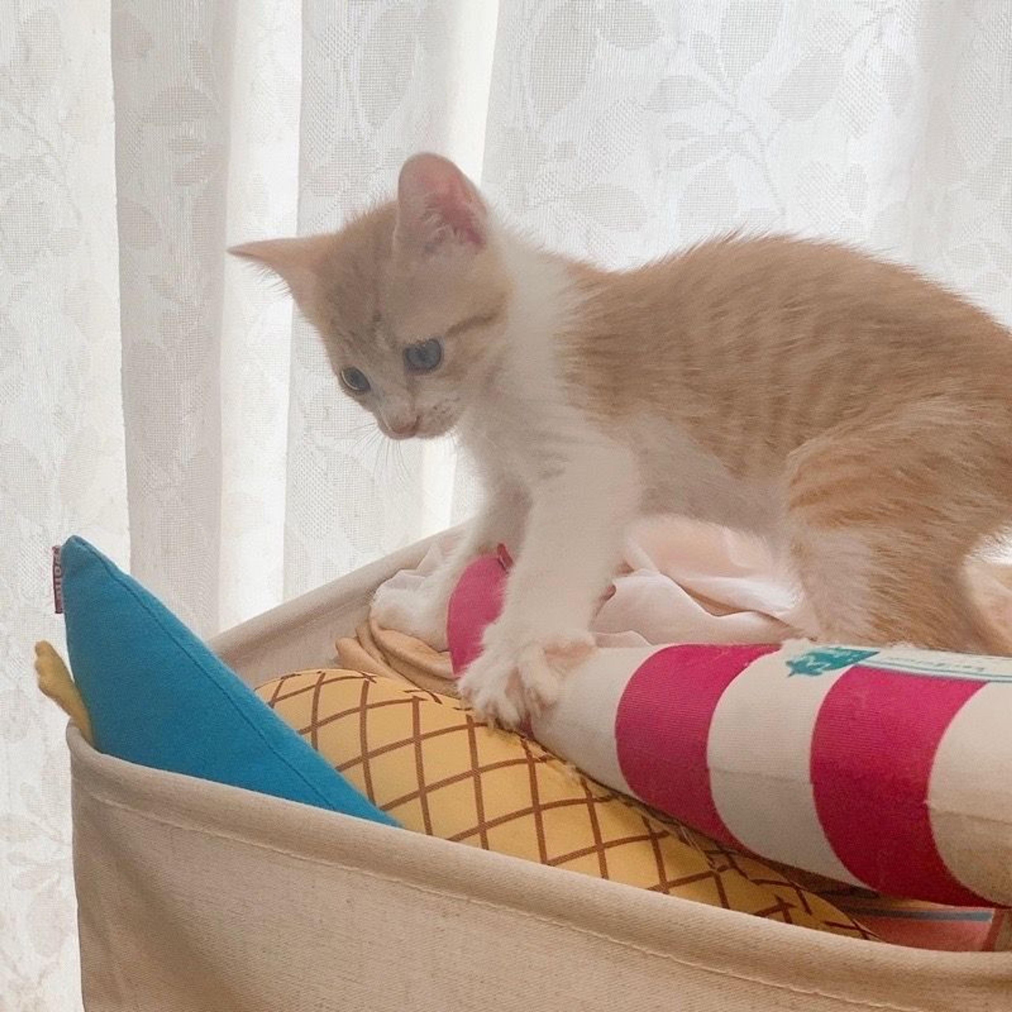 pet-image-4