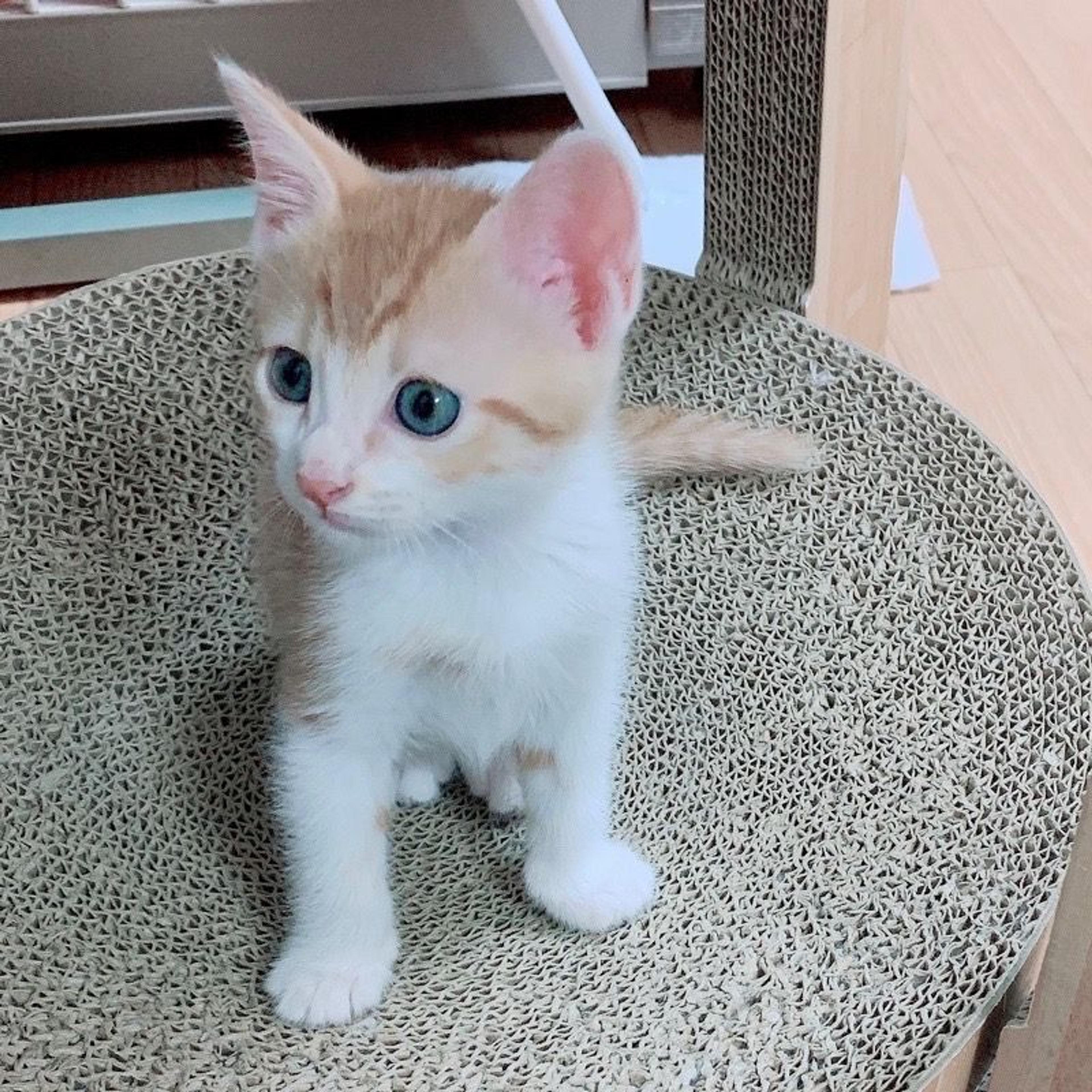 pet-image-5