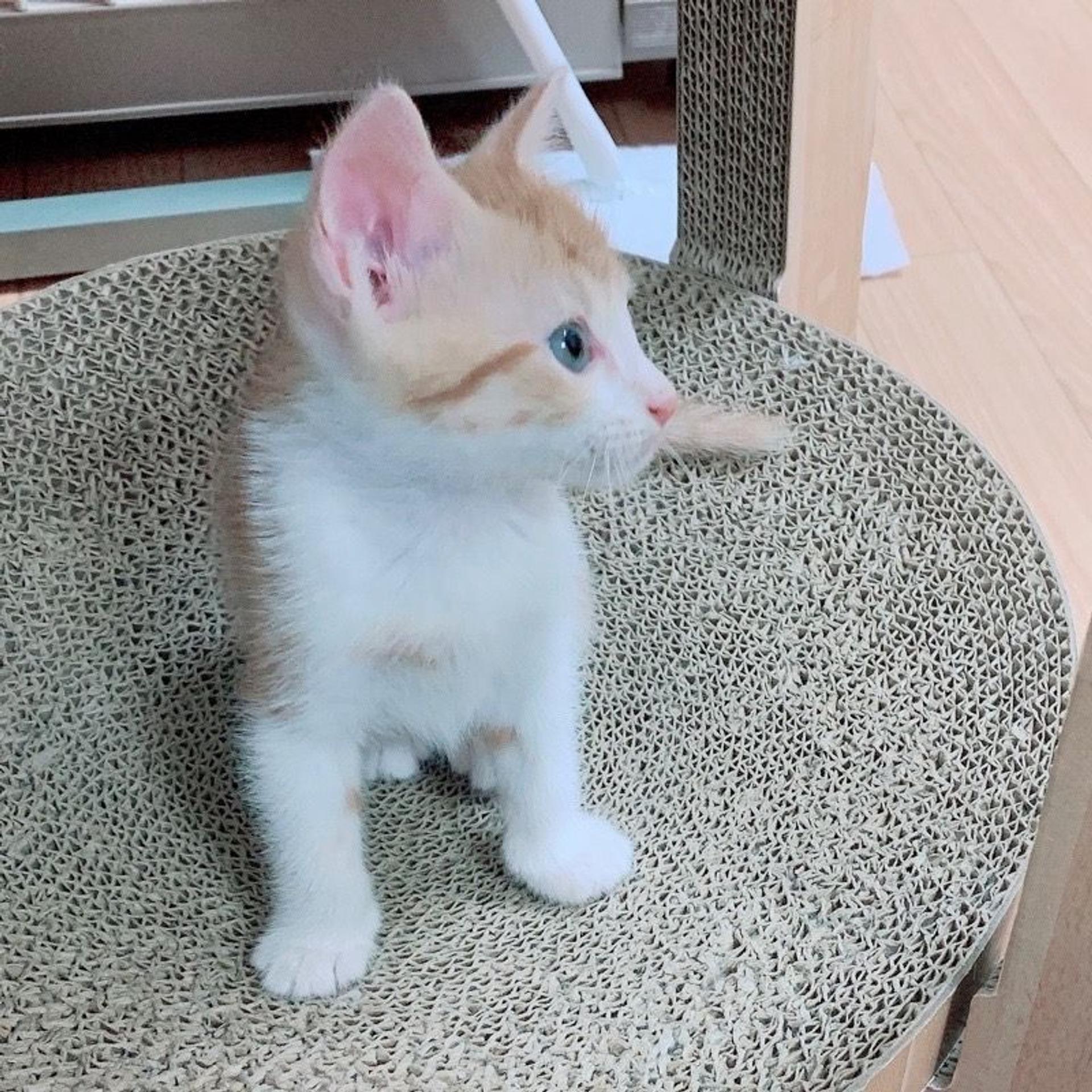 pet-image-6