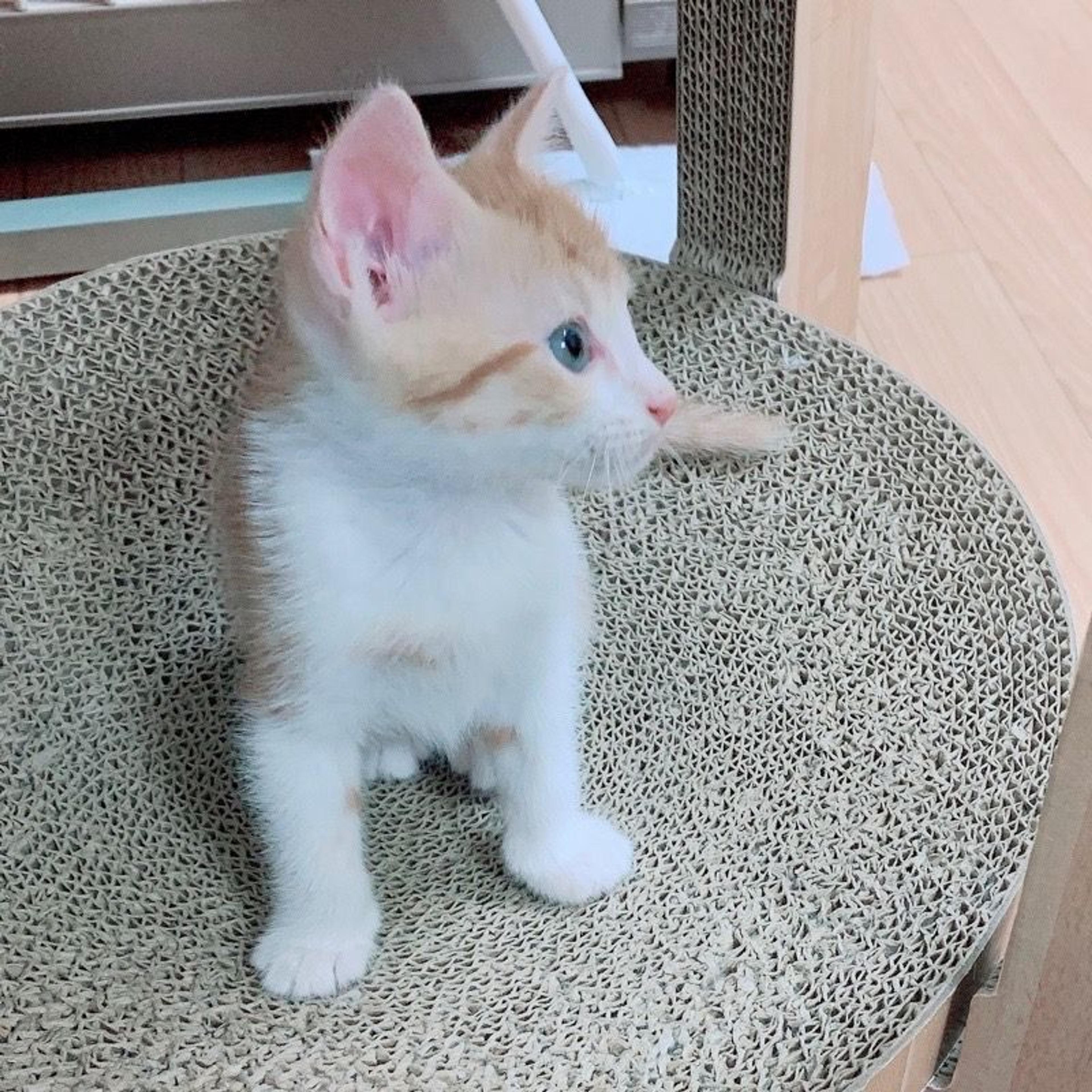 pet-image-6