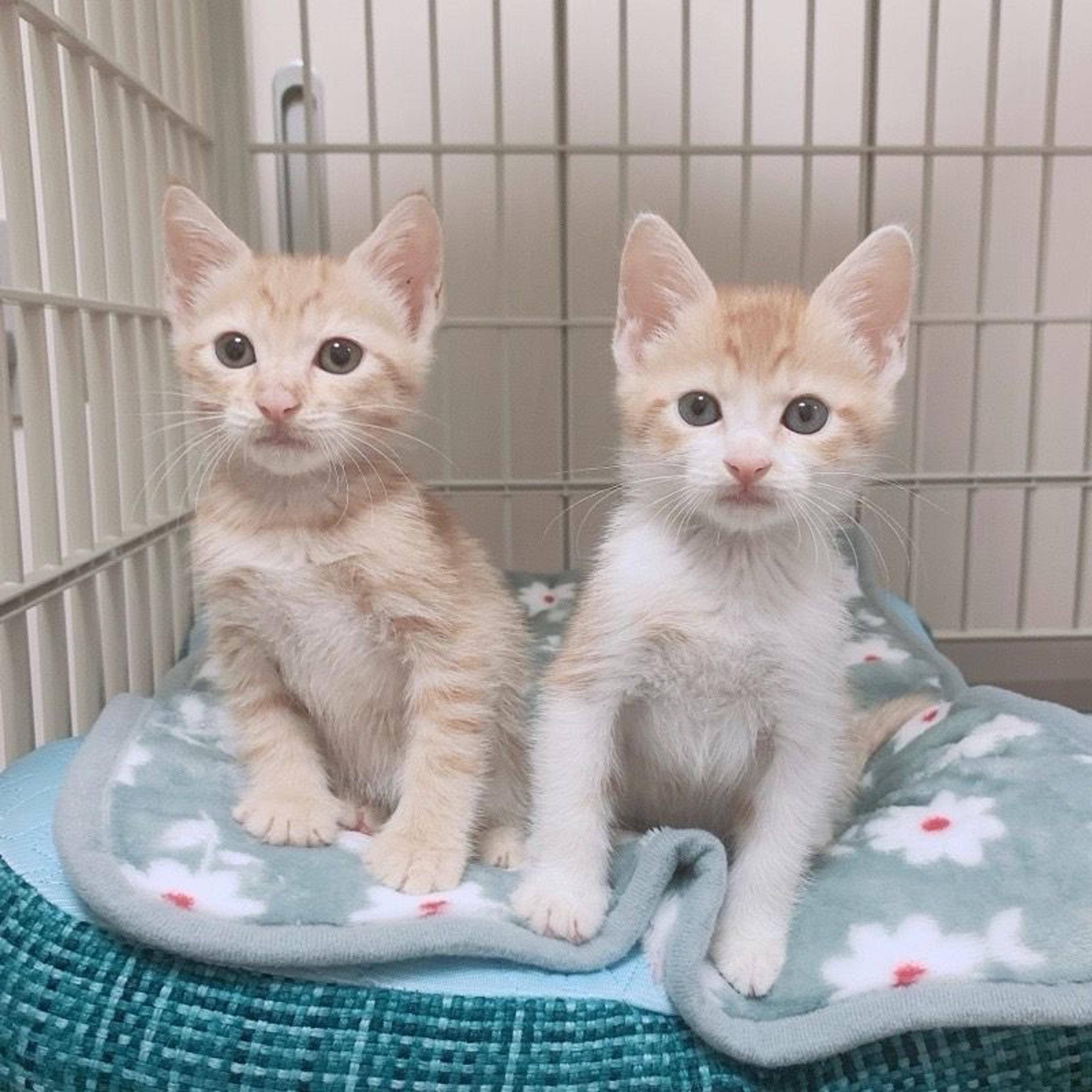 pet-image-8