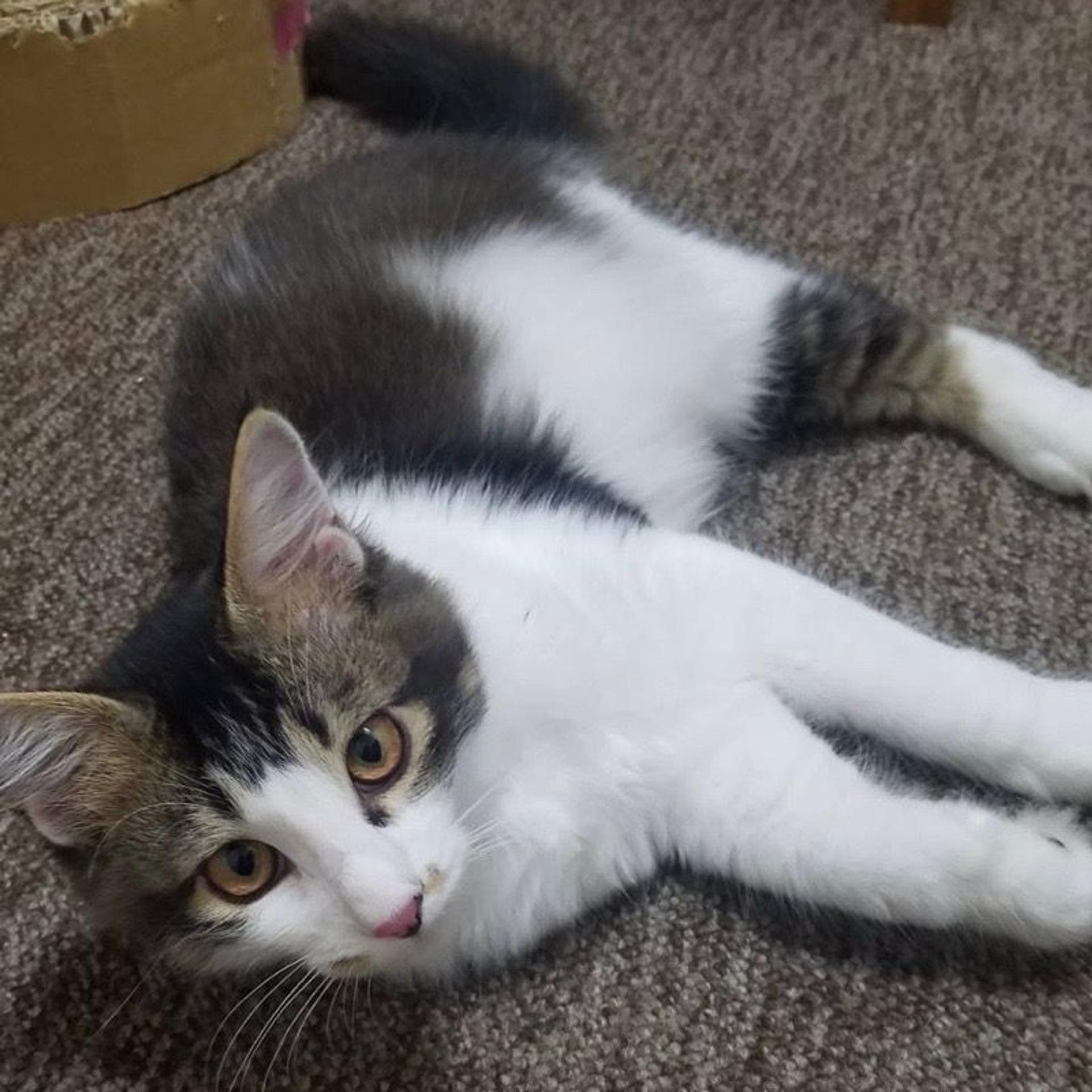pet-image-2