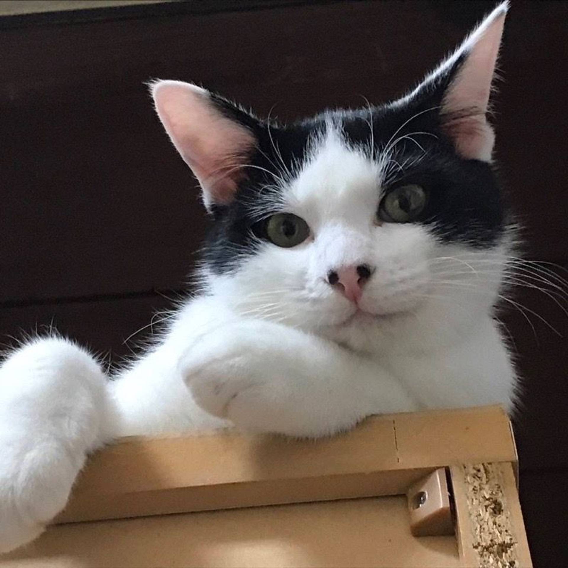 雑種（ミックス猫）・オスの里親募集の写真