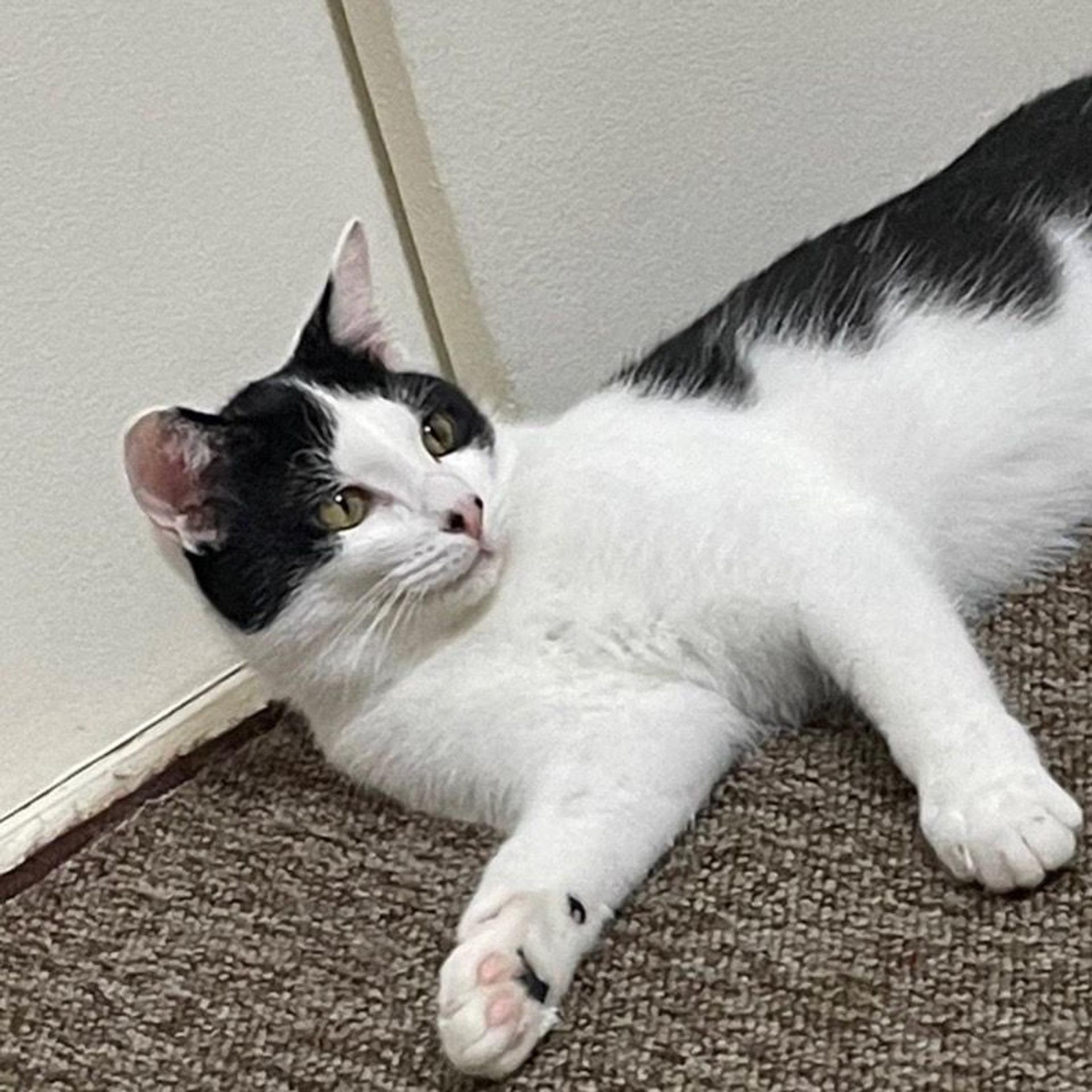 pet-image-6