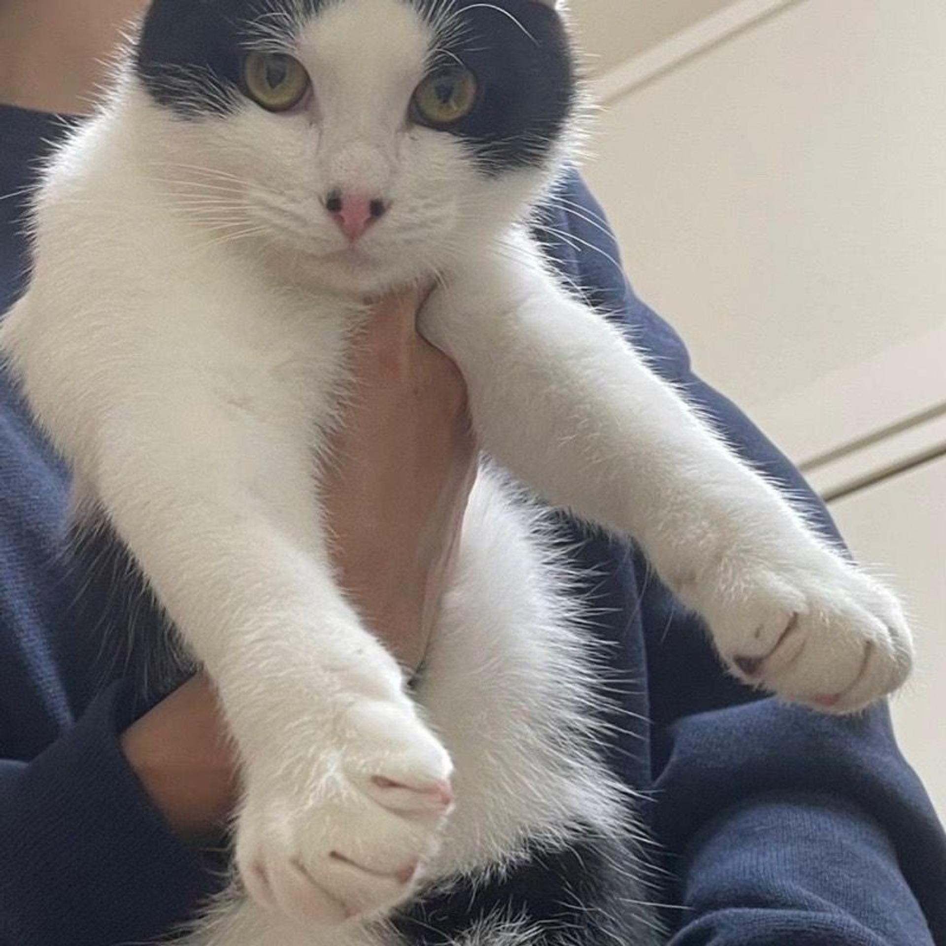 pet-image-8