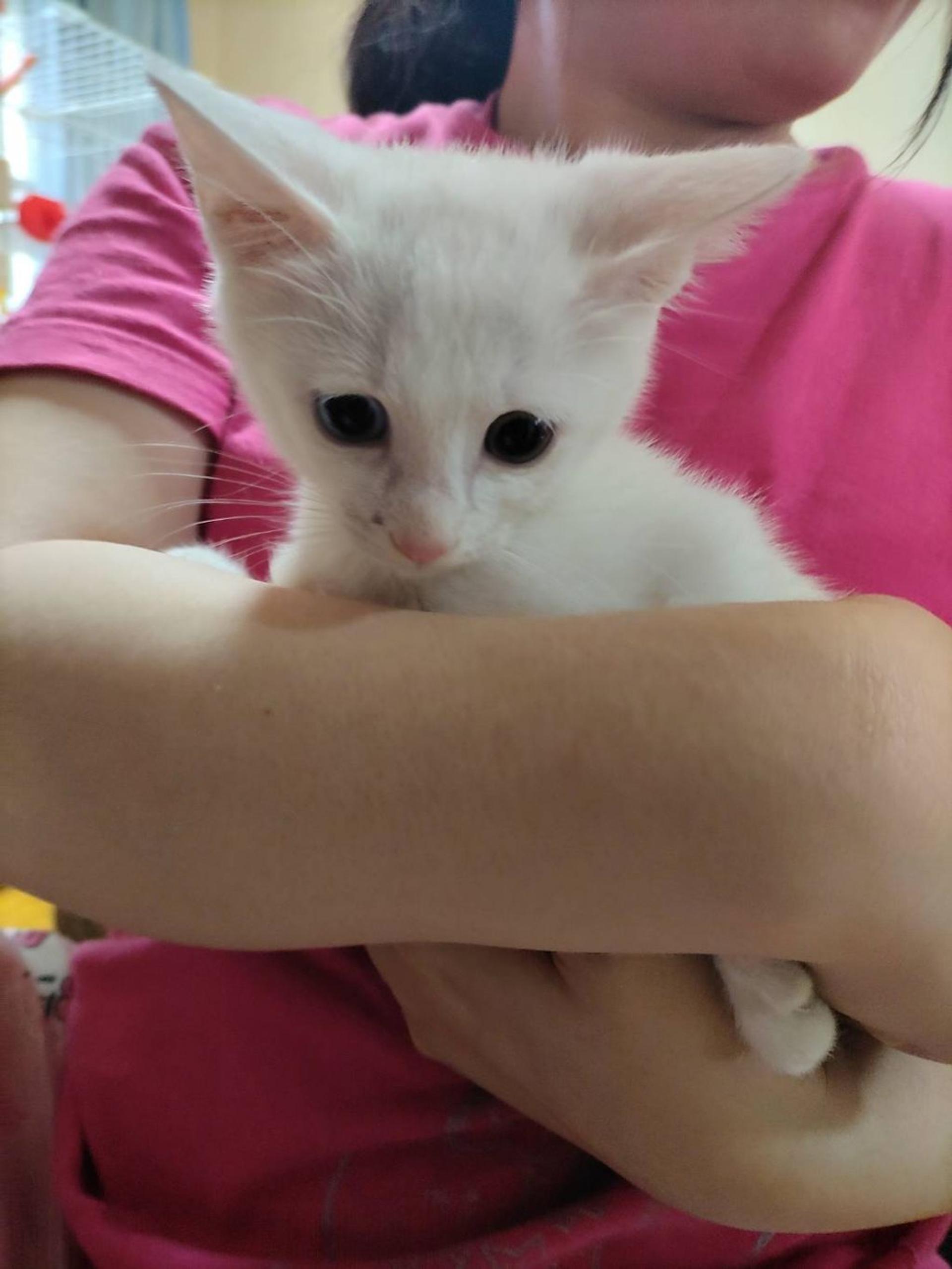 pet-image-2