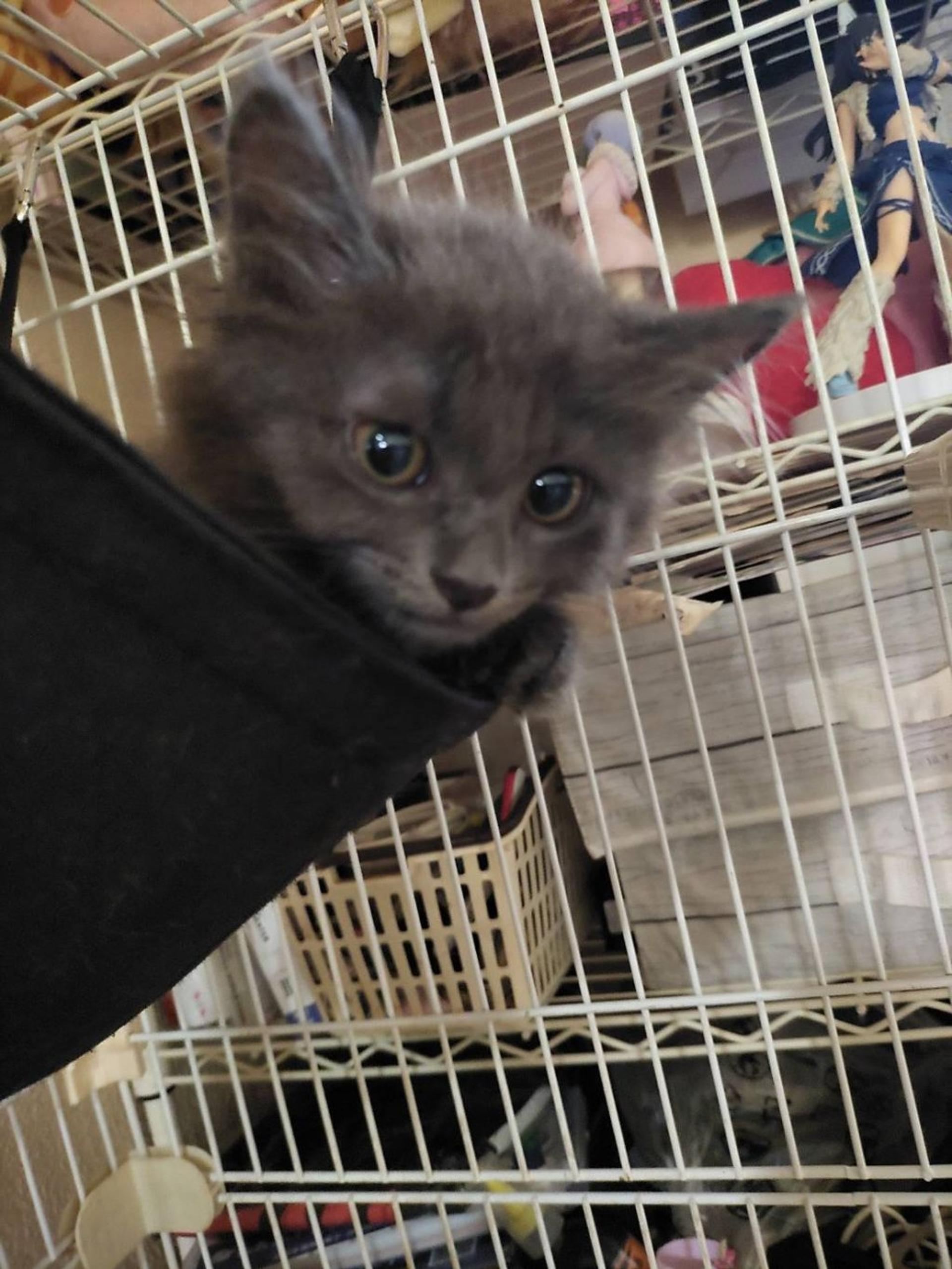 pet-image-2