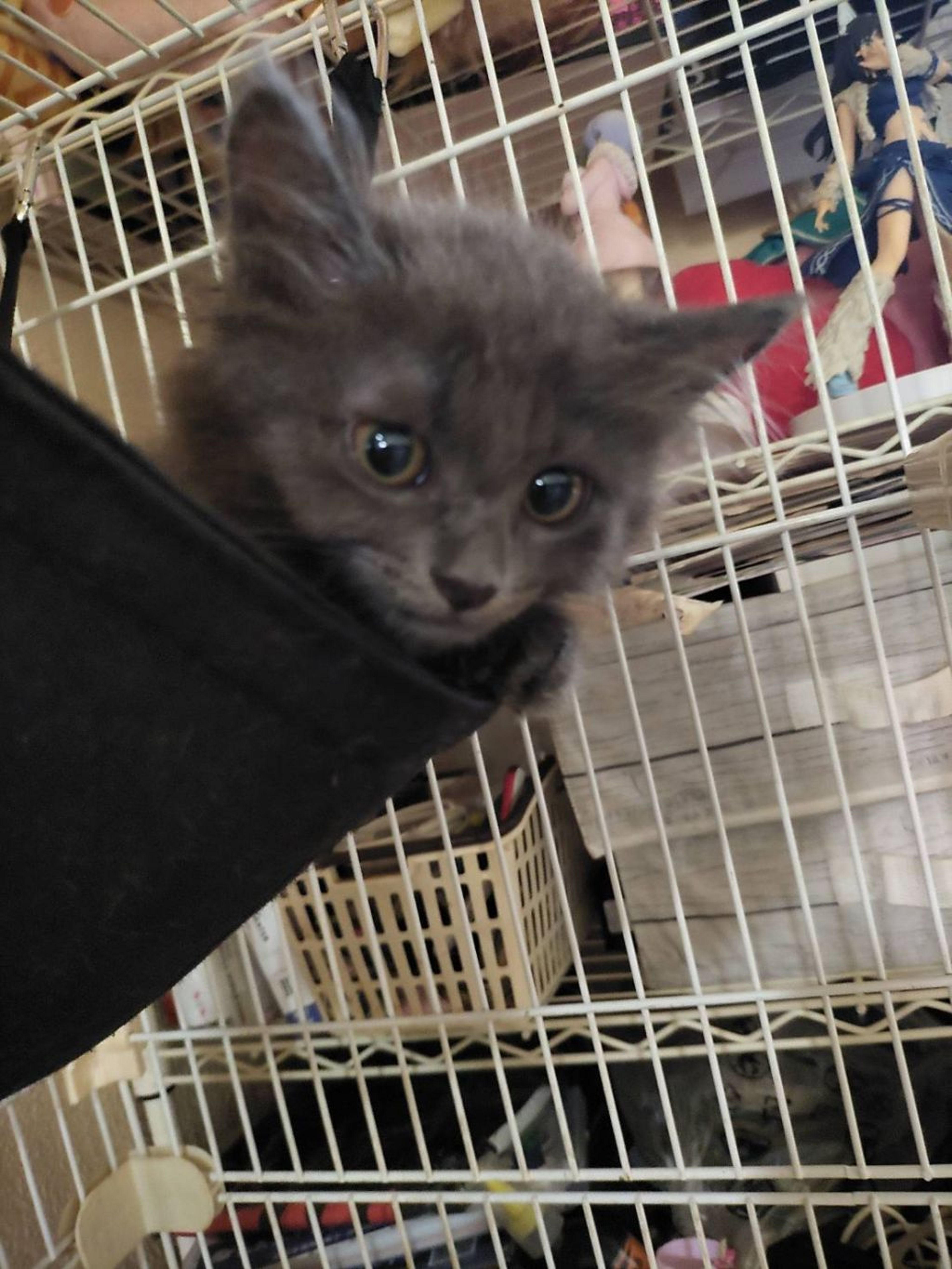 pet-image-2