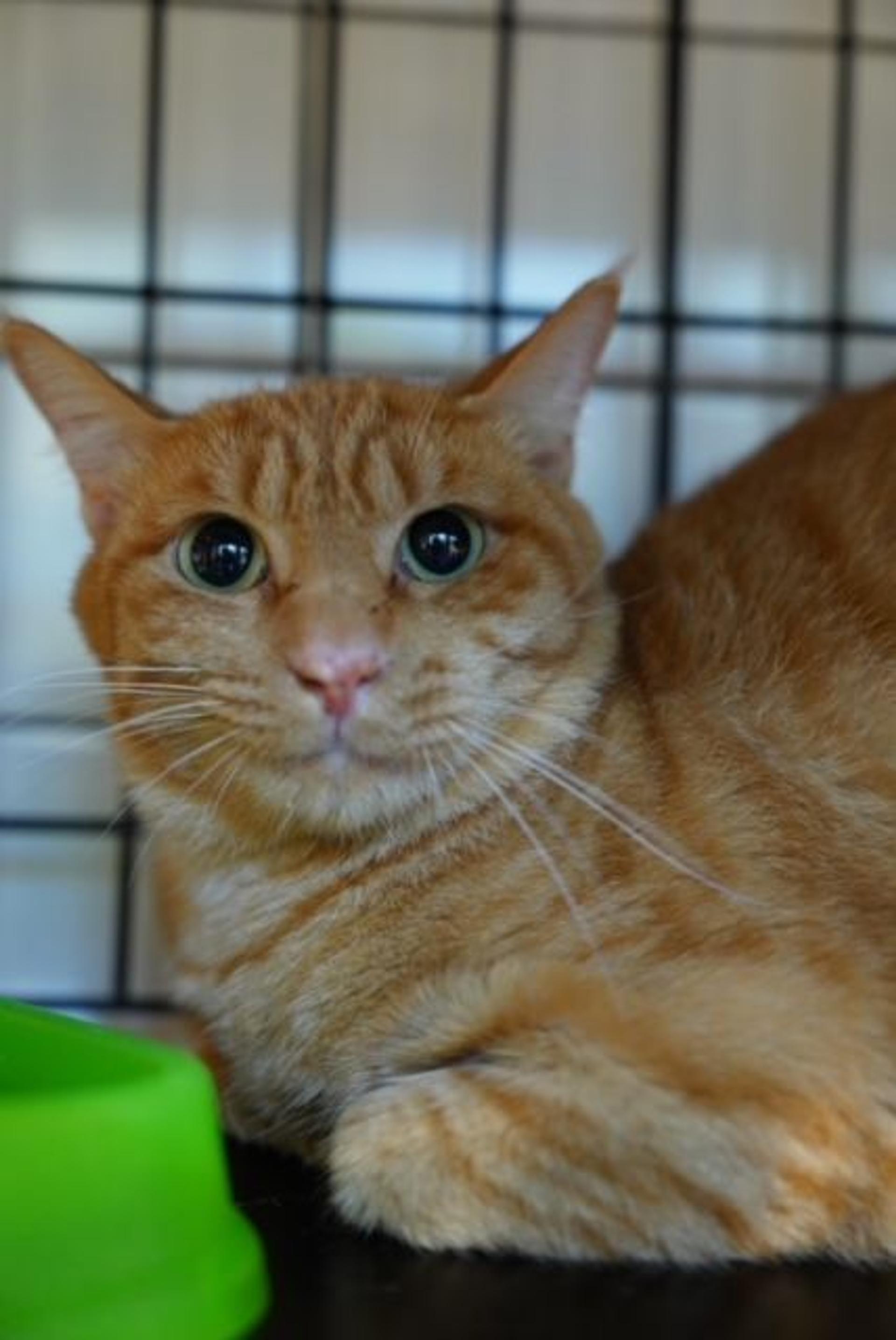 pet-image-4