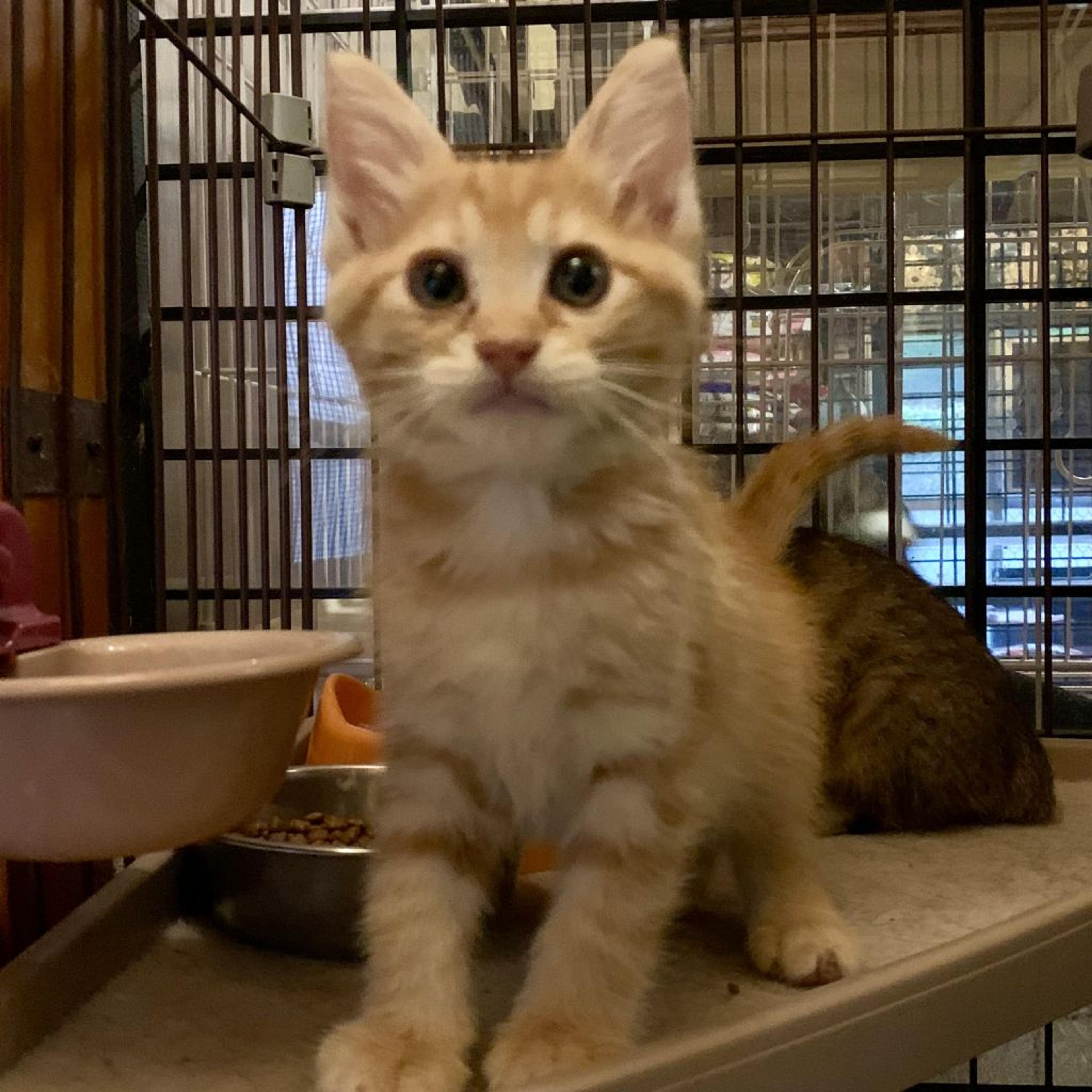 pet-image-2