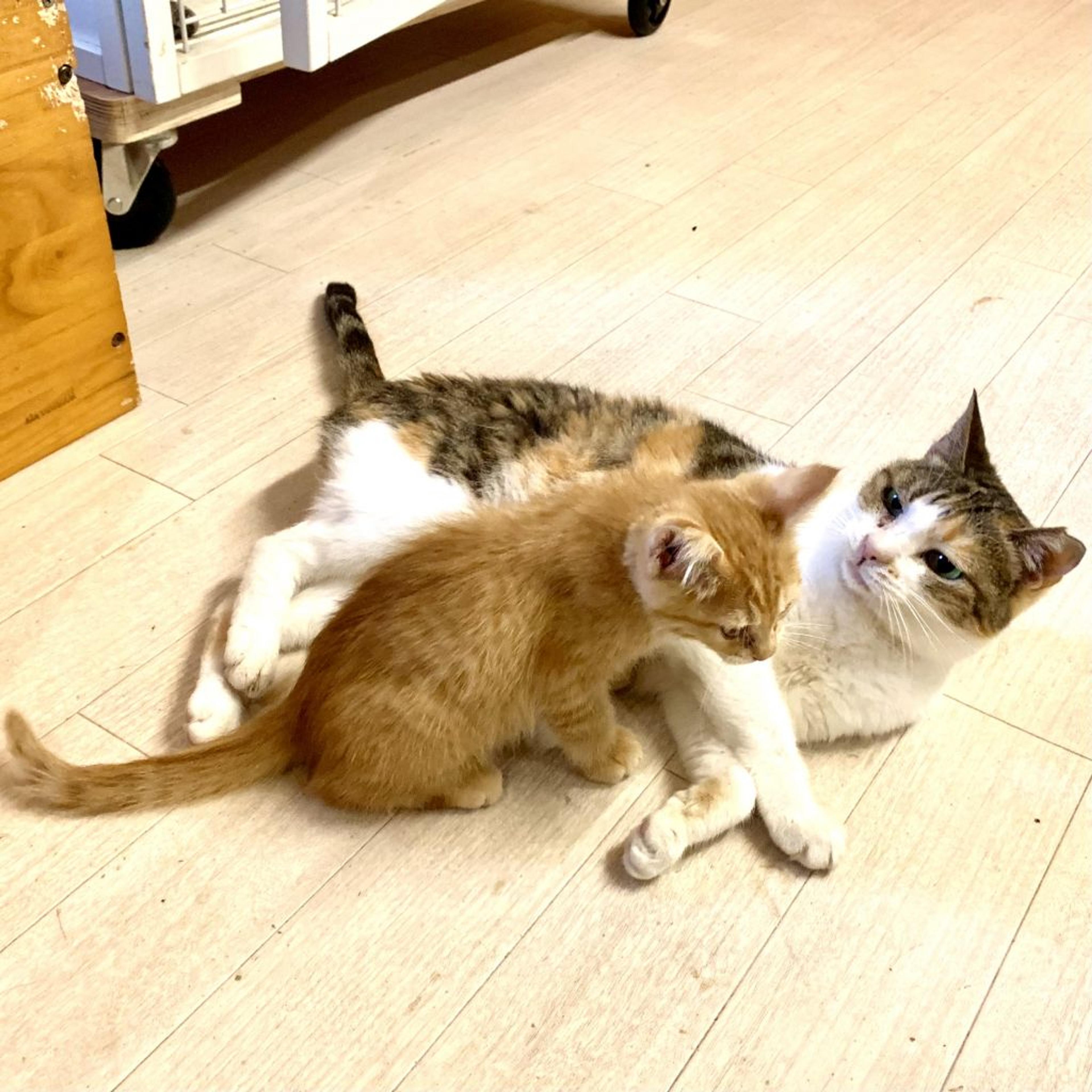 pet-image-3